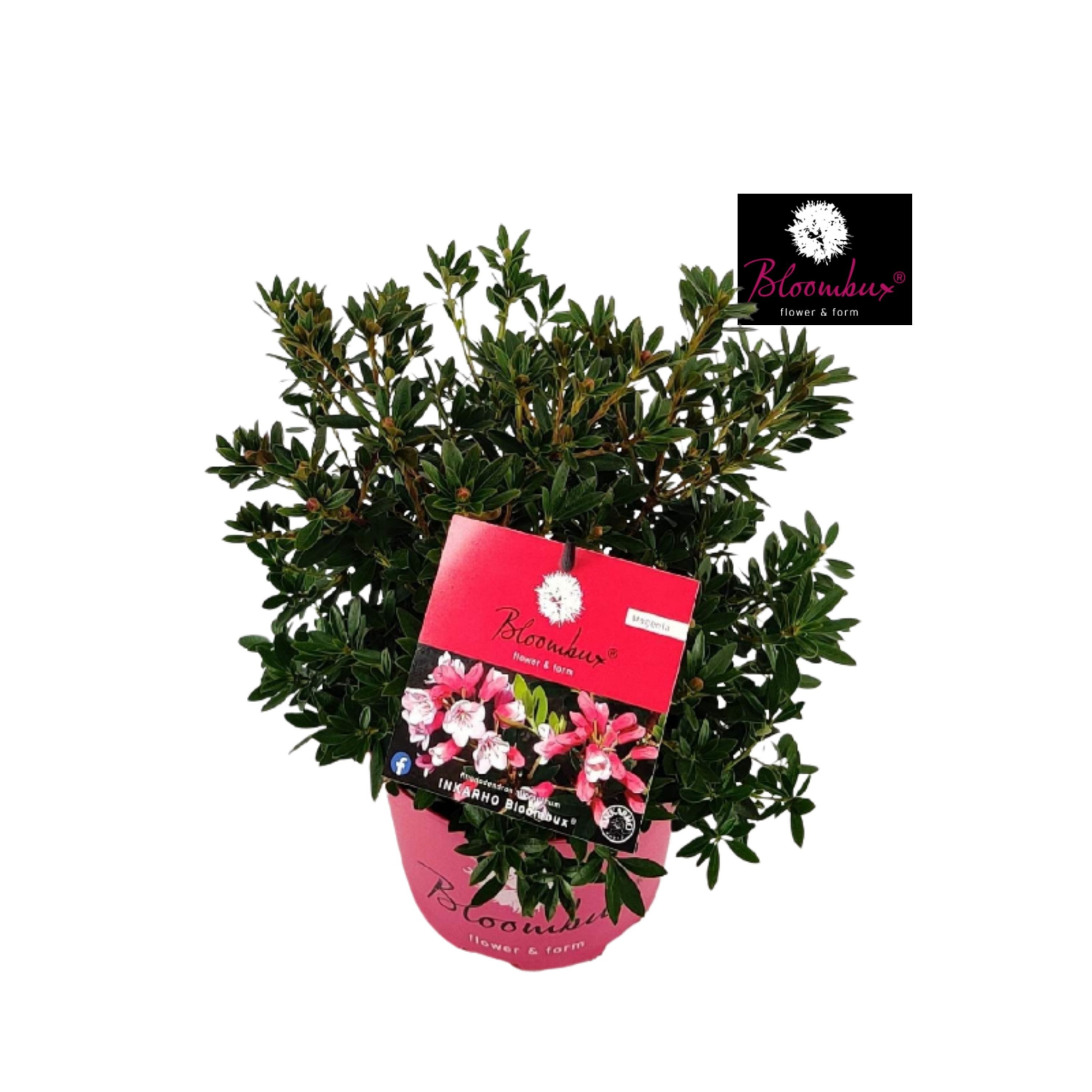 Rhododendron 40-50 /5 liter 'Bloombux Magenta', D 23