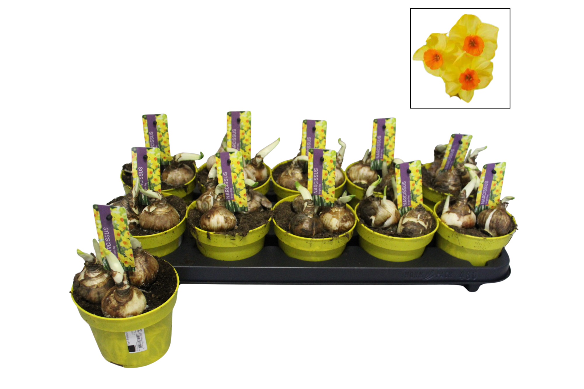 Narcissus P12 Bright day, D 12