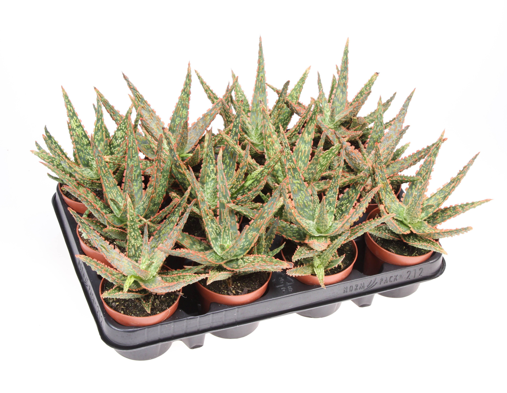 Aloe vitro, D 8,5