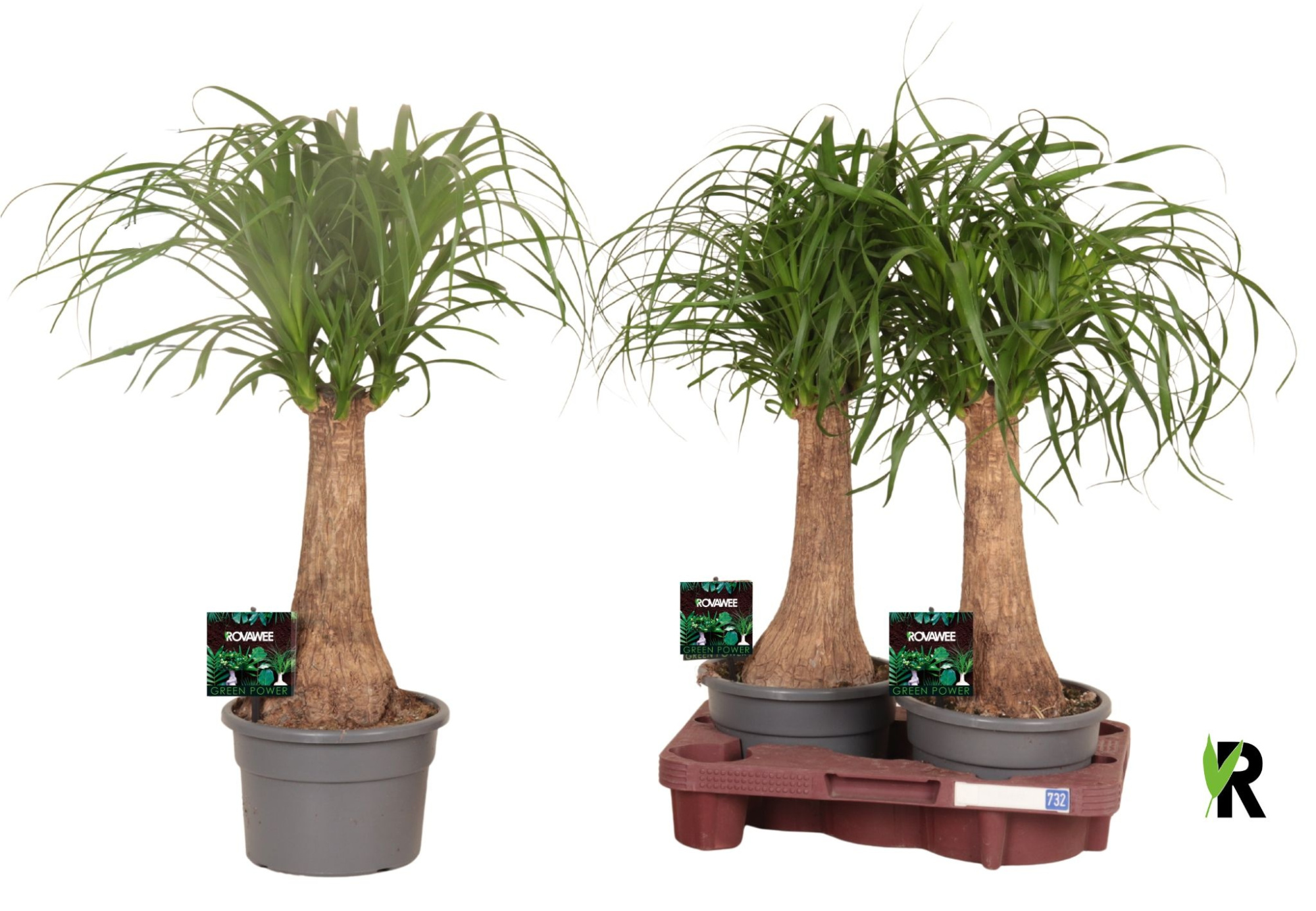 Beaucarnea rec. rechte stam in fust 732, D 19