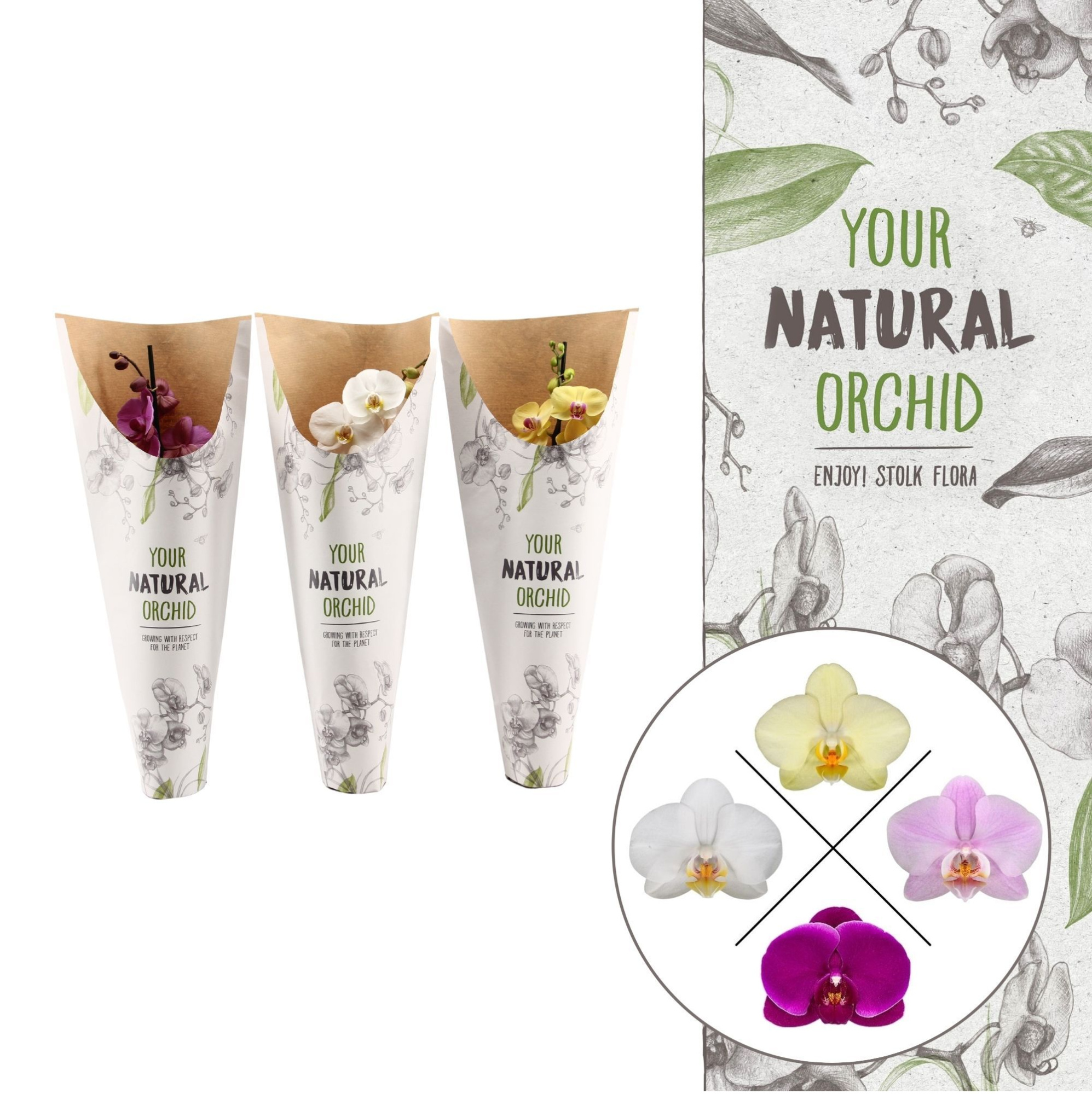 Your Natural Orchid | Mix in paper sleeve | Phalaenopsis 1 spike, D 12