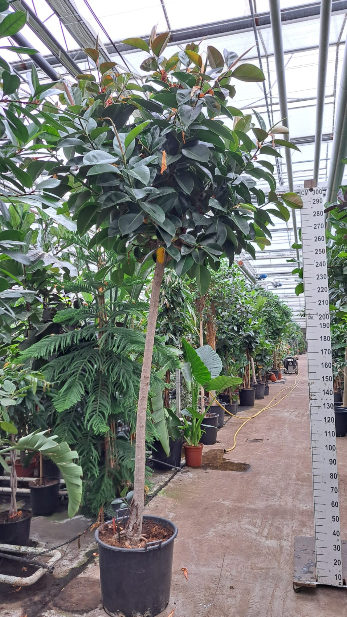 Ficus Elastica Robusta stam XXXL, D 55