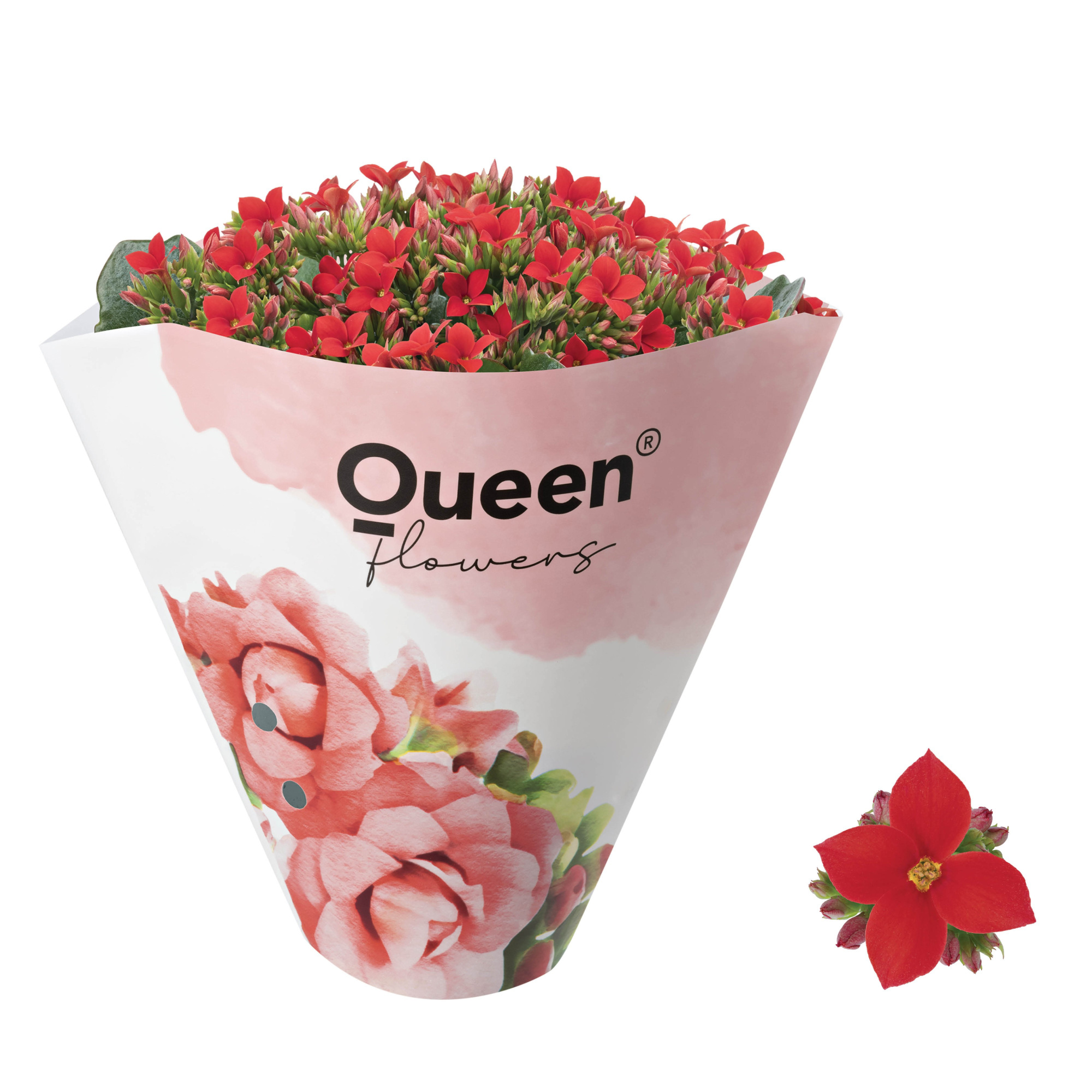 KALANCHOE ARTS-HYBRID 'RED ORIGINAL', D 11