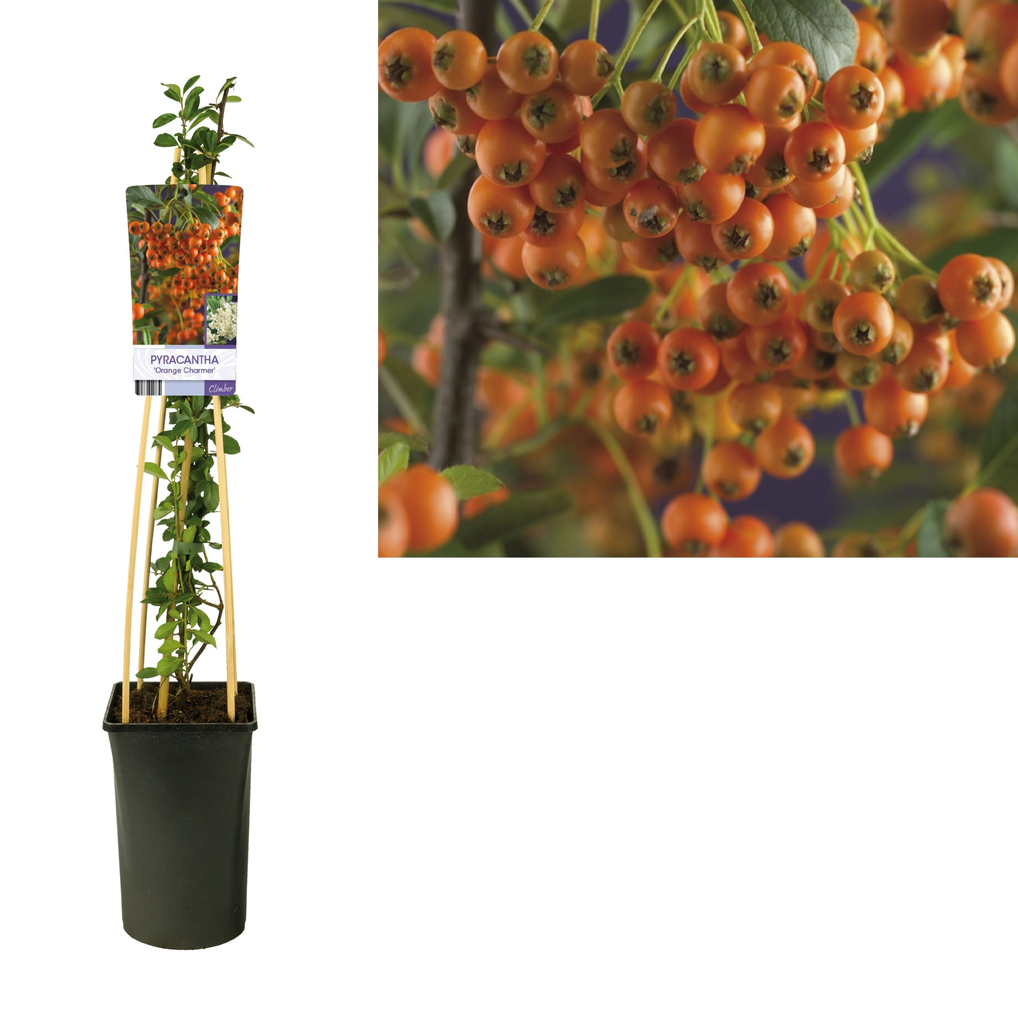 Pyracantha 'Orange Charmer' +light label, D 17