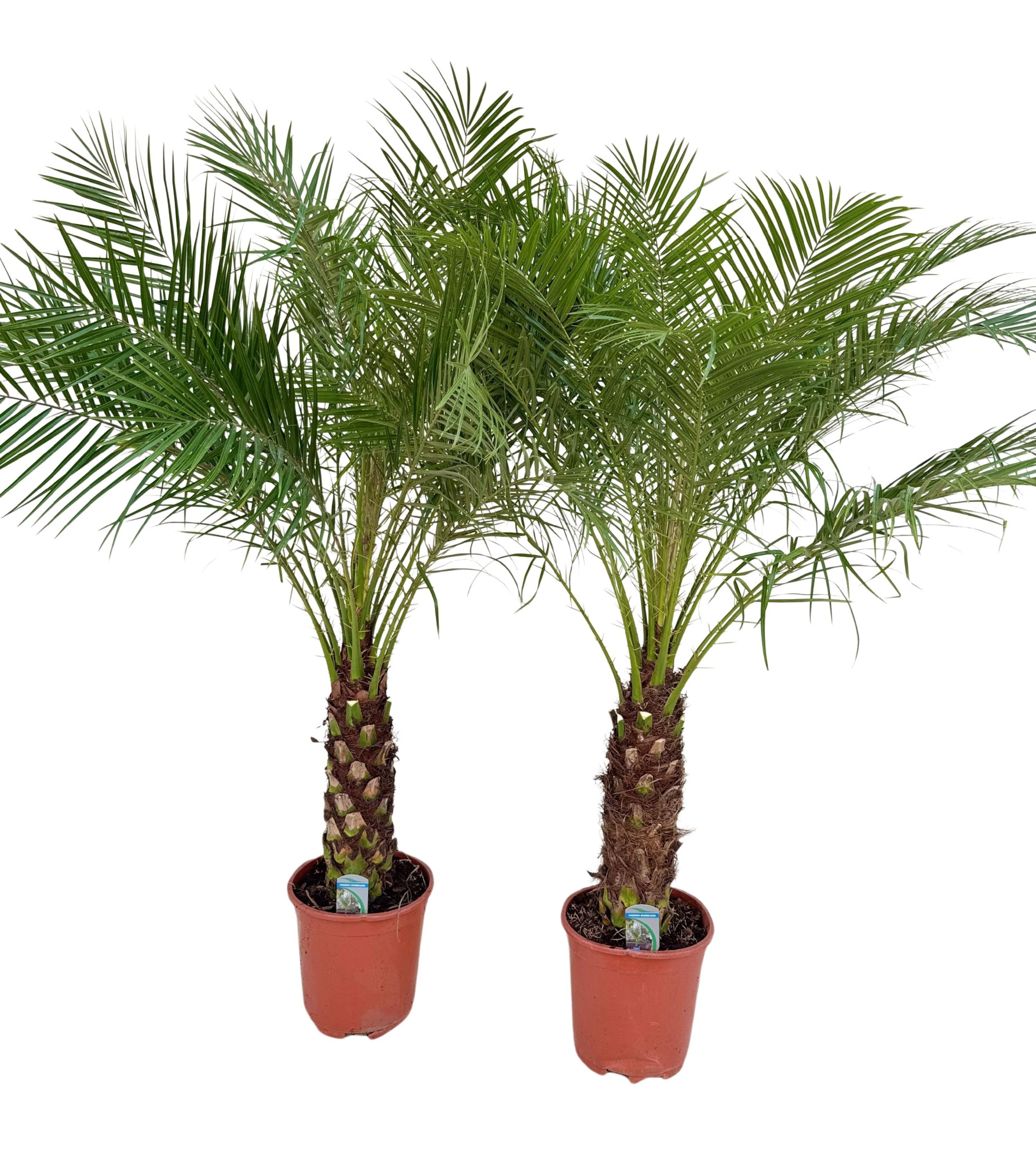 Phoenix roebelenii P27, D 27