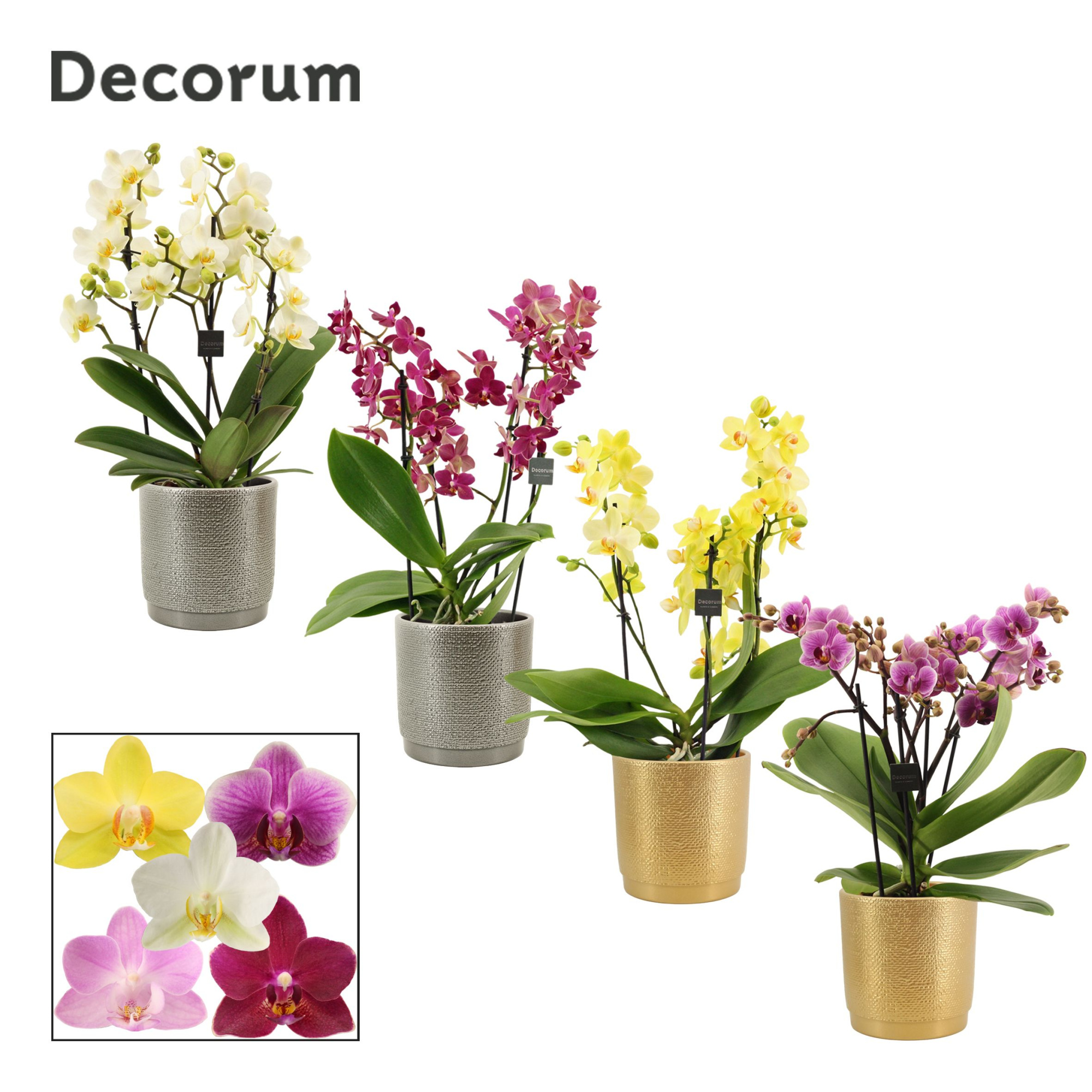 Phalaenopsis dazzling melange 3-4 tak in Gabriël (Deco-collectio, D 12