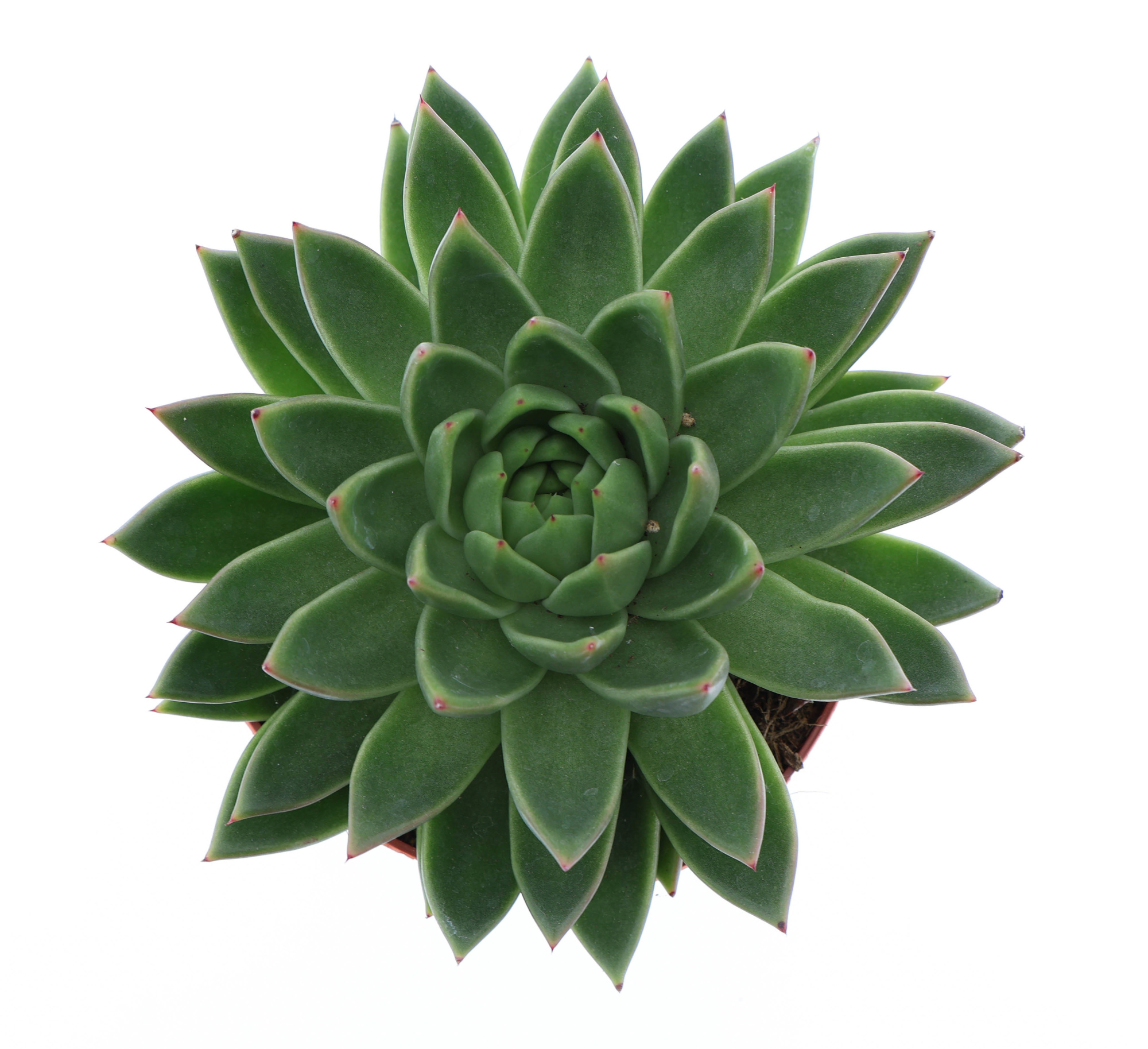 Echeveria Miranda, D 17