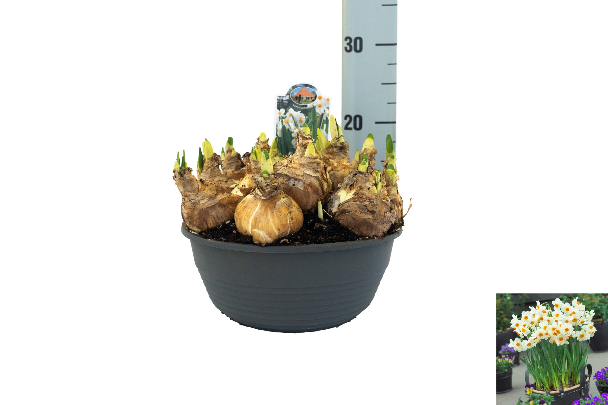 Narcissus Geranium, D 23