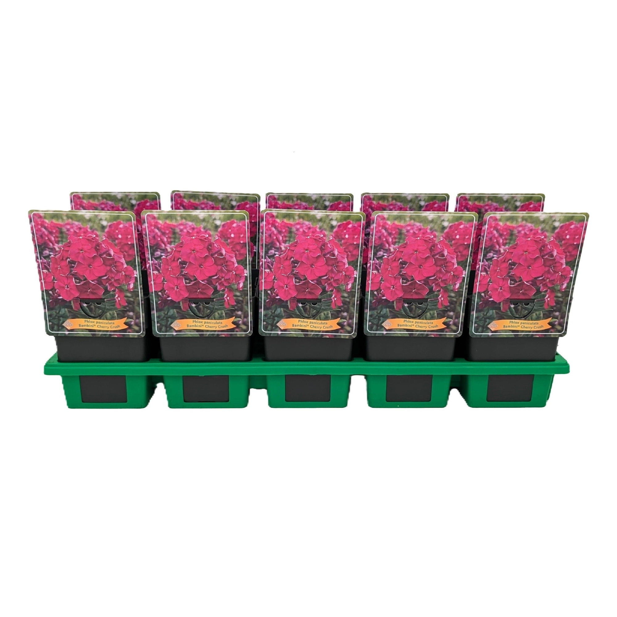 Phlox paniculata Bambini® 'Cherry Crush' P11, D 11