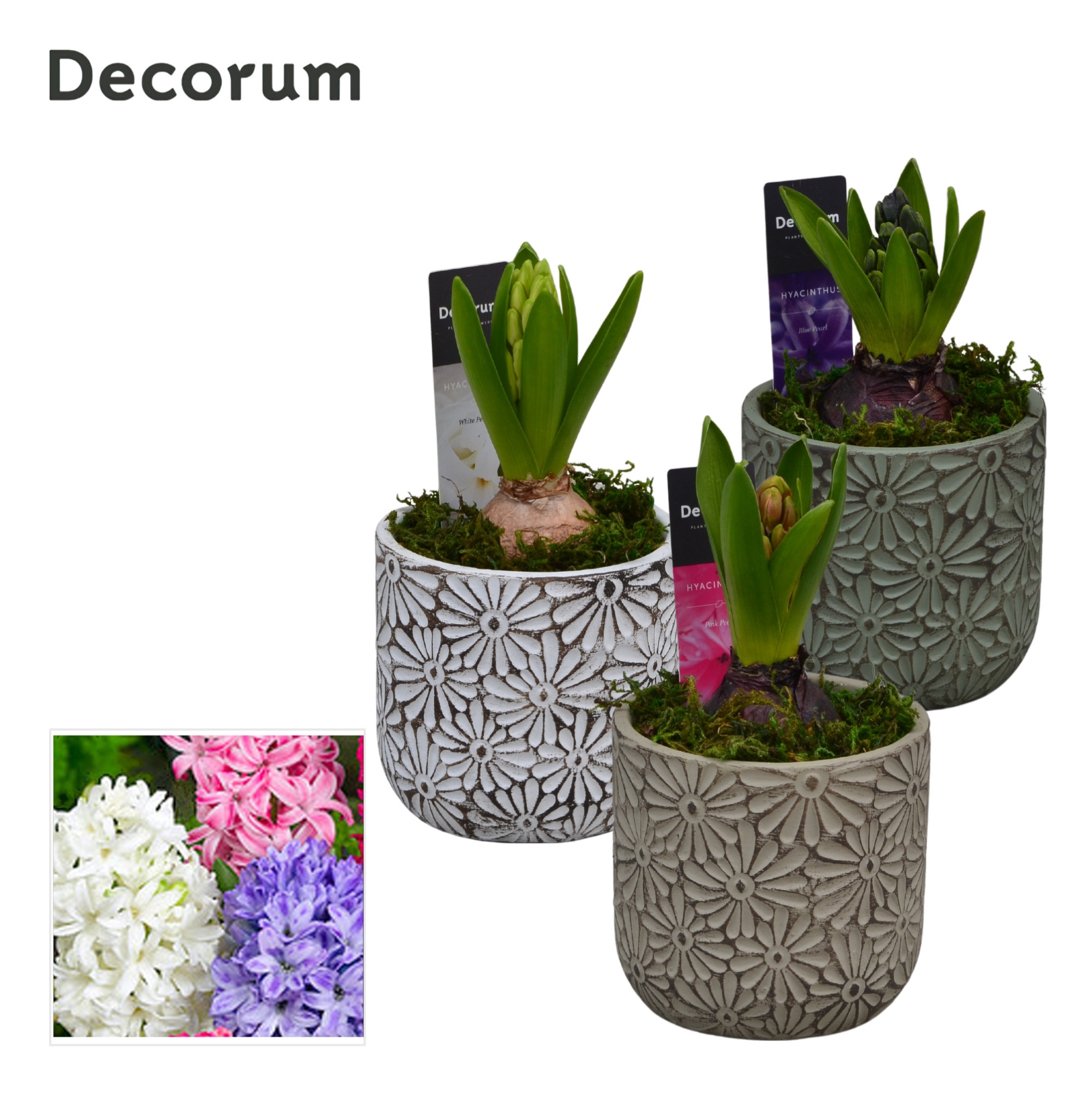 Hyacint Daisy HL11390 [PURE], D 11