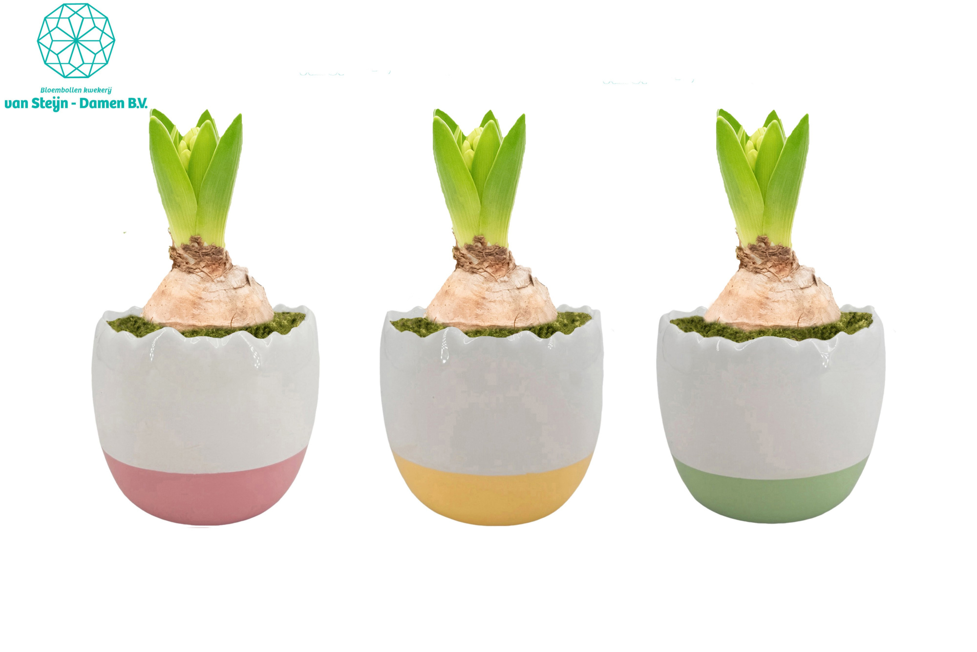 Hyacinthus 'Colorful Egg' (Without Moss), D 10