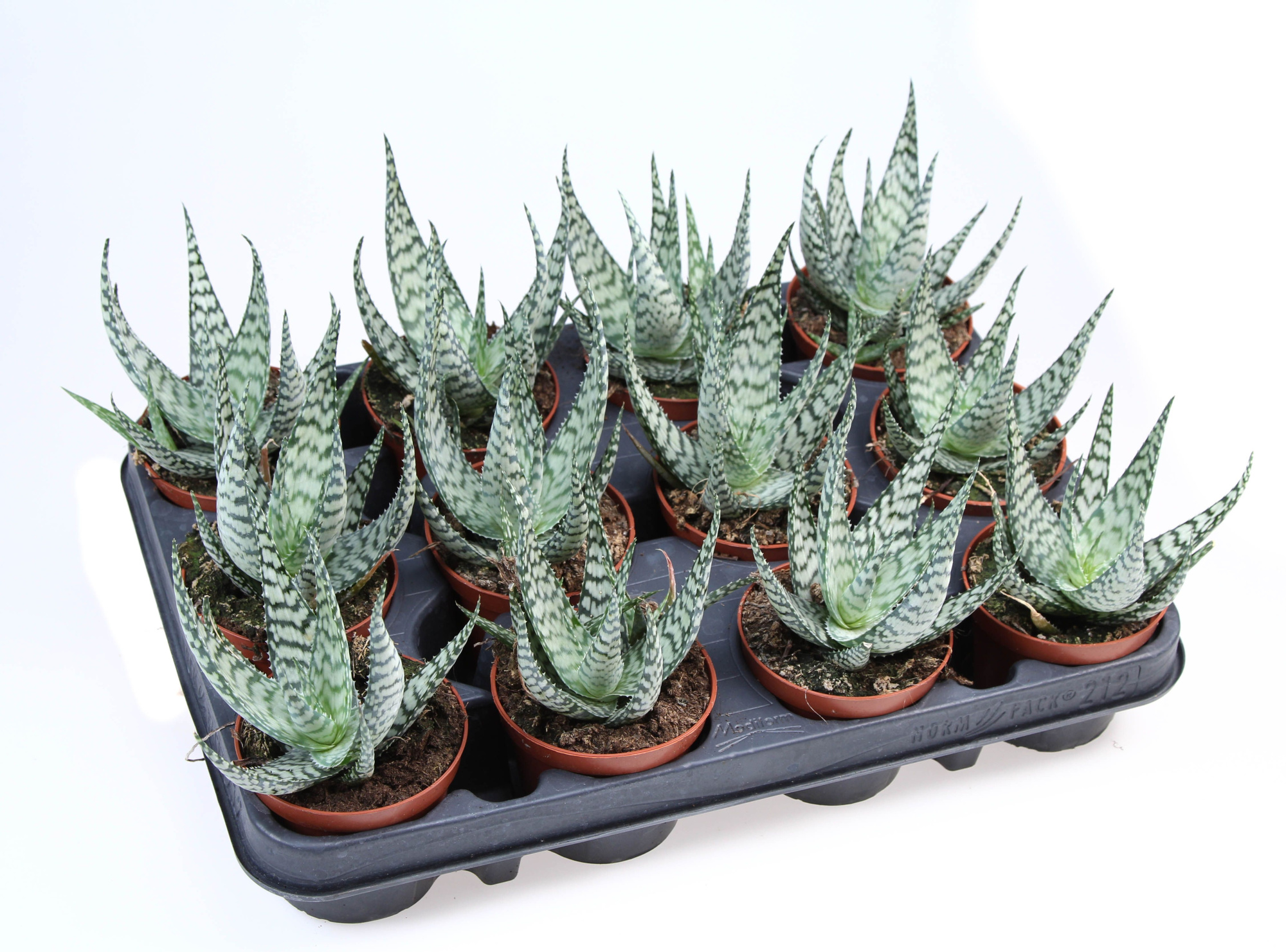 Aloe hybrid 'Abenaki', D 8,5