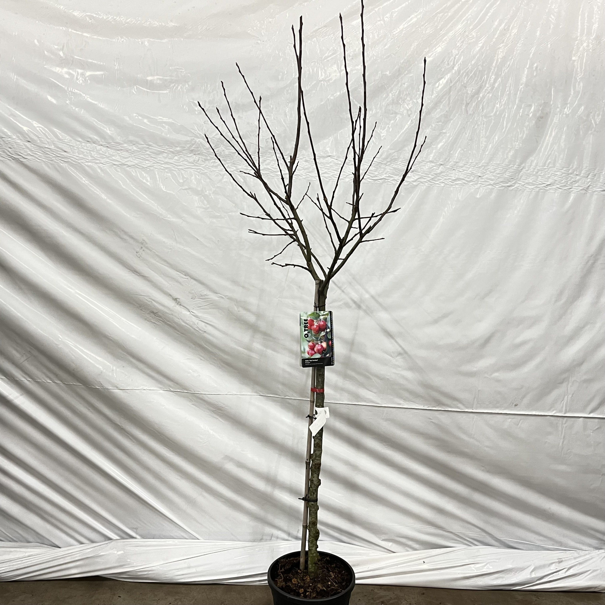 Malus 'Red Sentinel' -- stam 90 cm, D 32