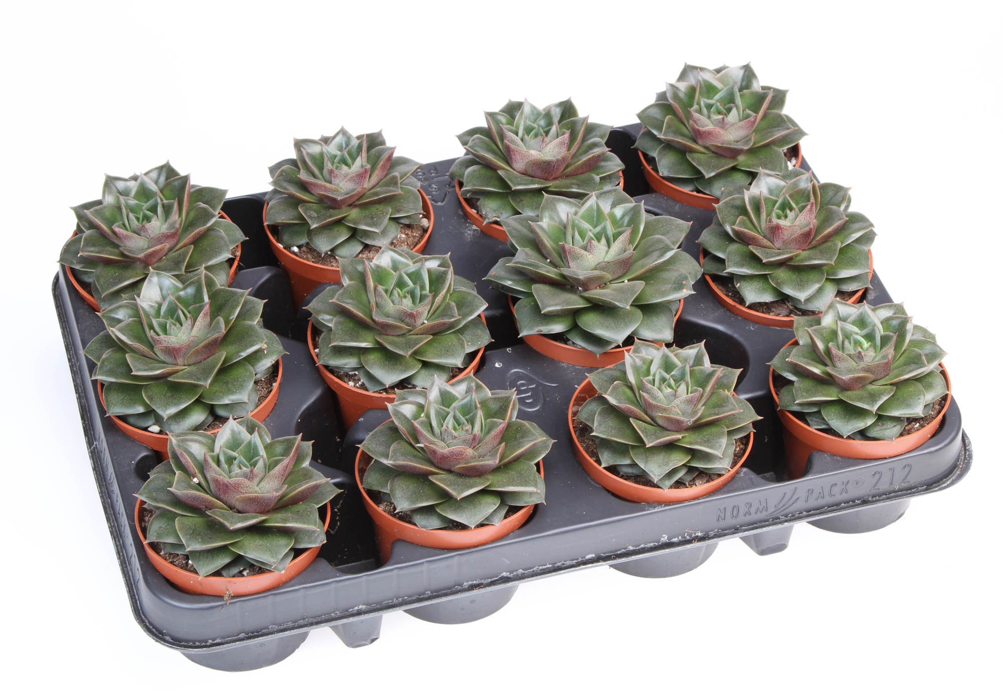 Echeveria purper shining bright, D 8,5