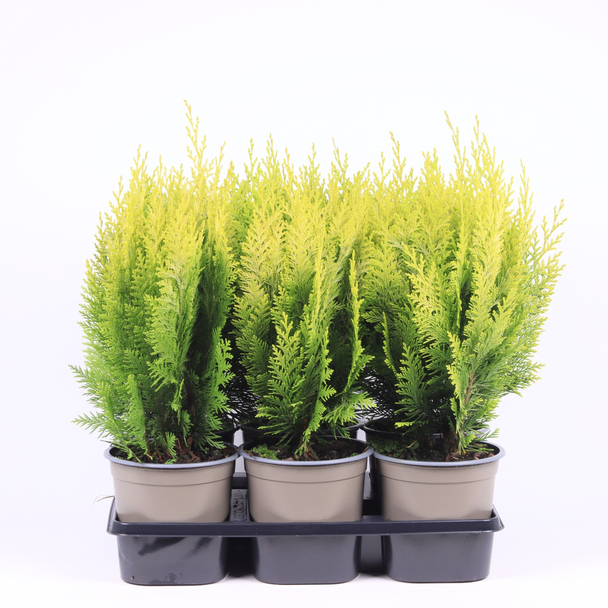 Chamaecyparis lawsoniana 'Ivonne', D 15