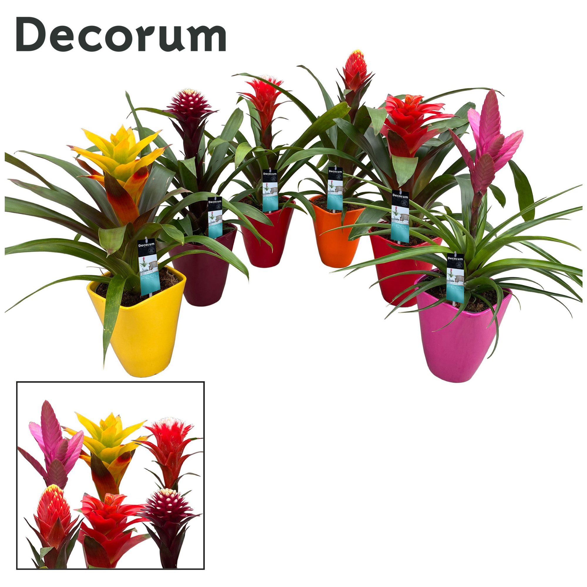 Guzmania Special Mix Luxe Keramiek (Decorum), D 14