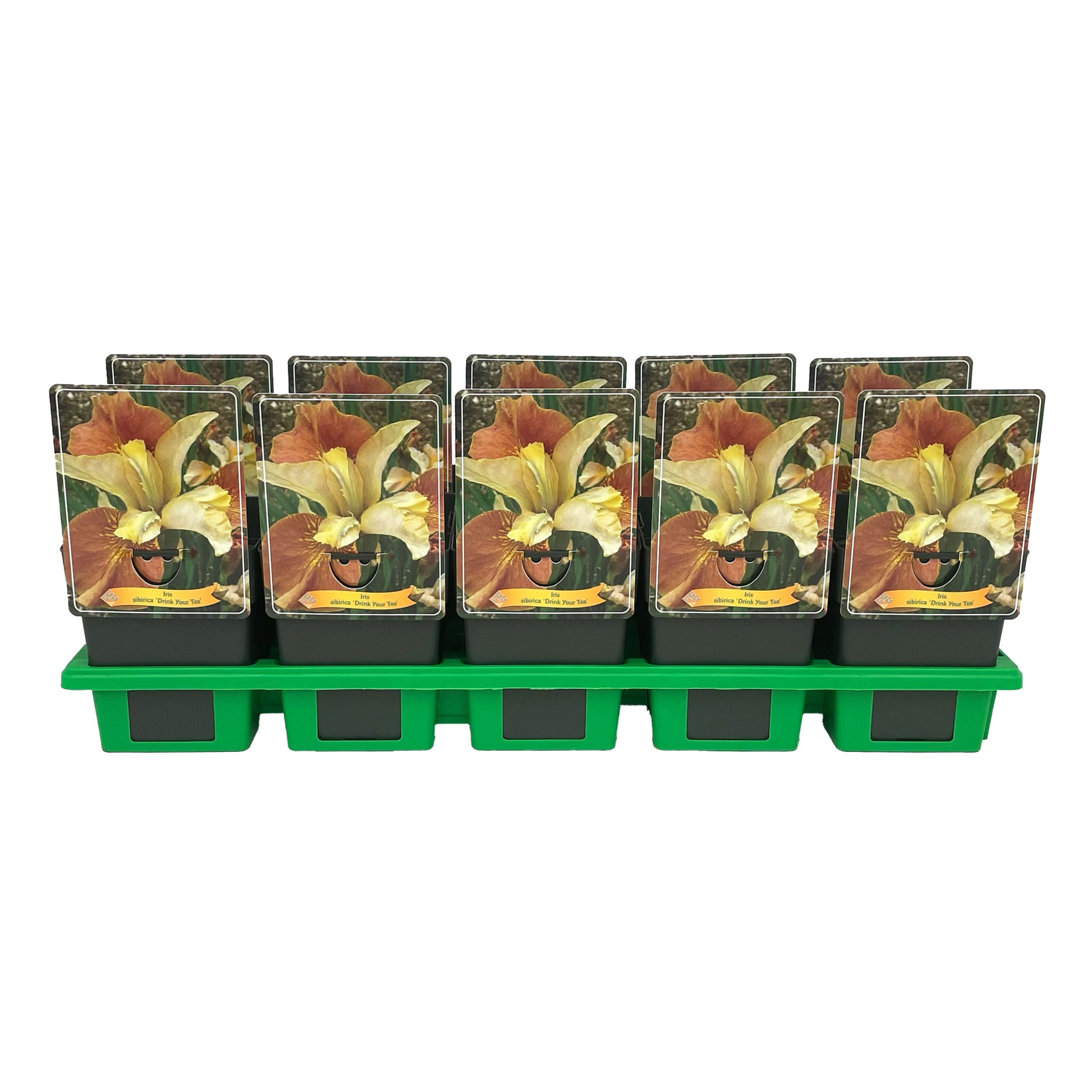 Iris sibirica 'Drink Your Tea' P11, D 11