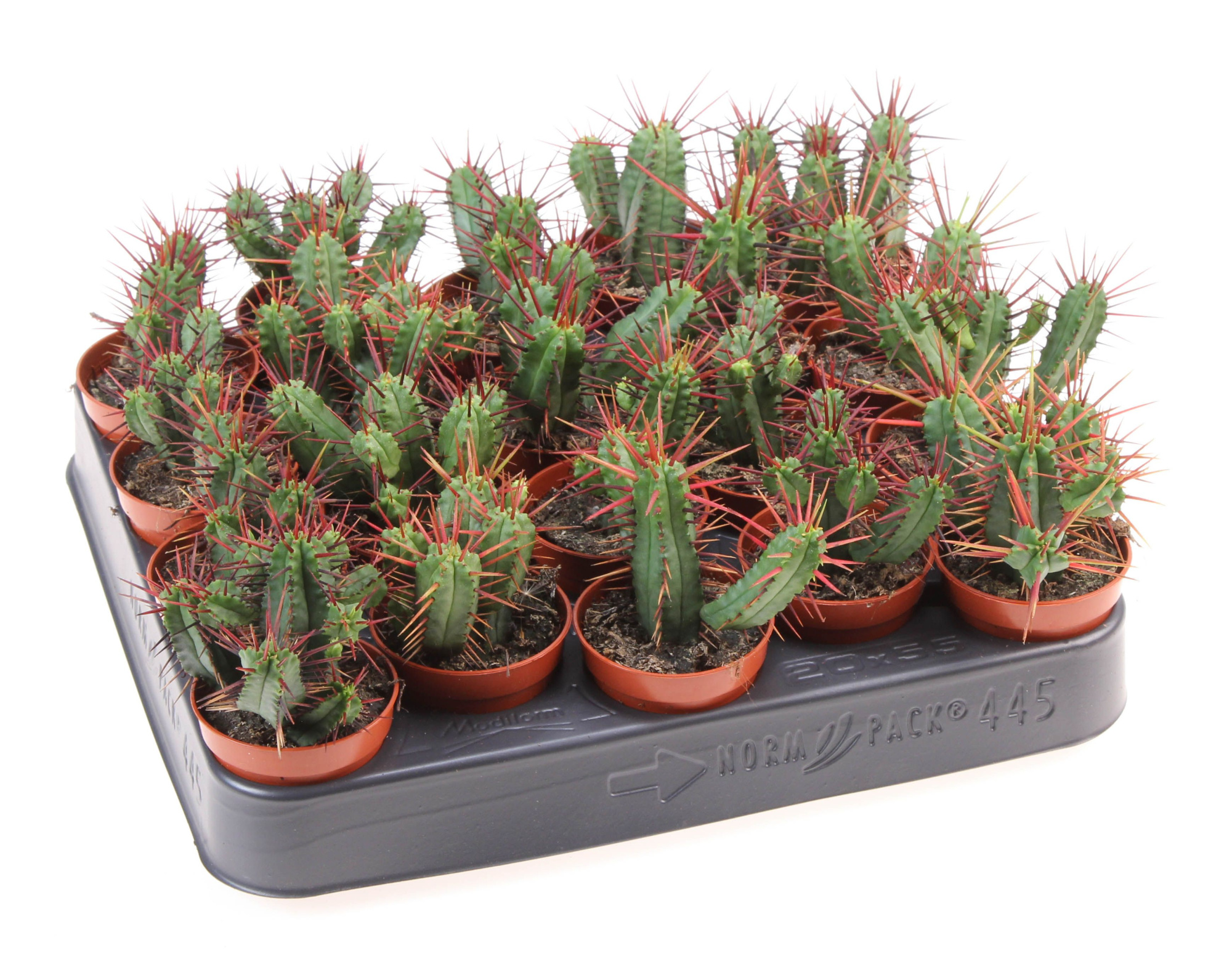 Euphorbia pentagona, D 5,5