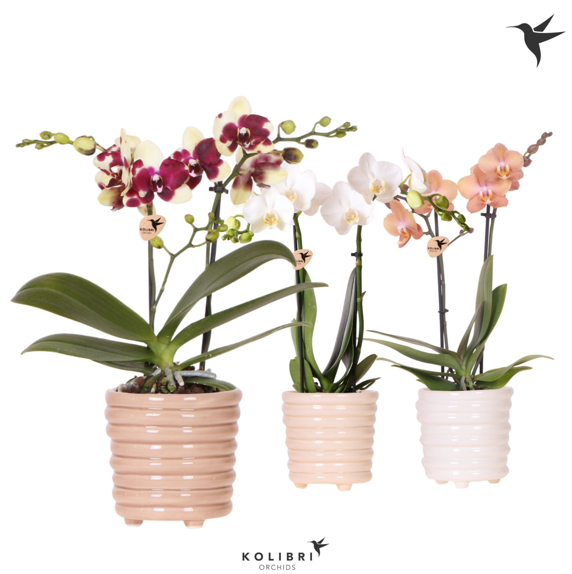Kolibri Orchids Phalaenopsis mix 2 spike in Ring pot mix, D 9