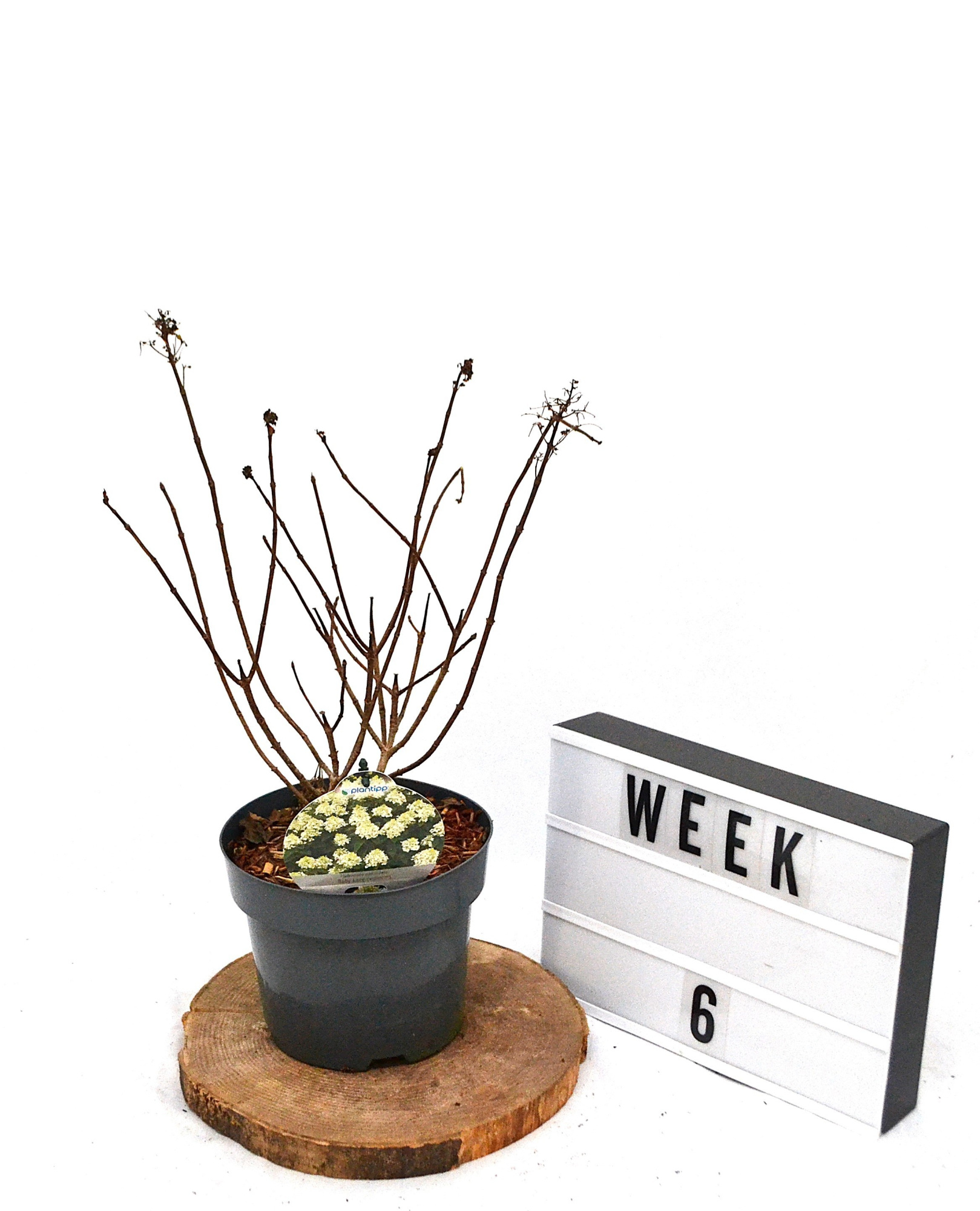 Hydrangea paniculata Baby Lace C3, D 19