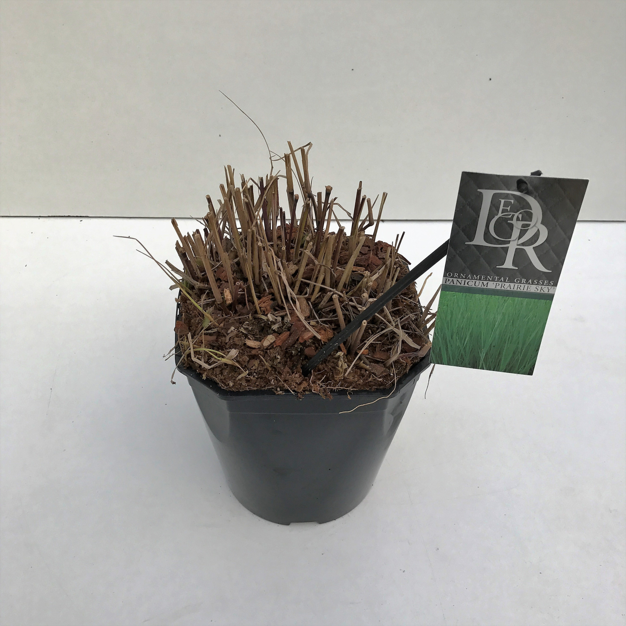 Panicum 'Prairy Sky', D 23