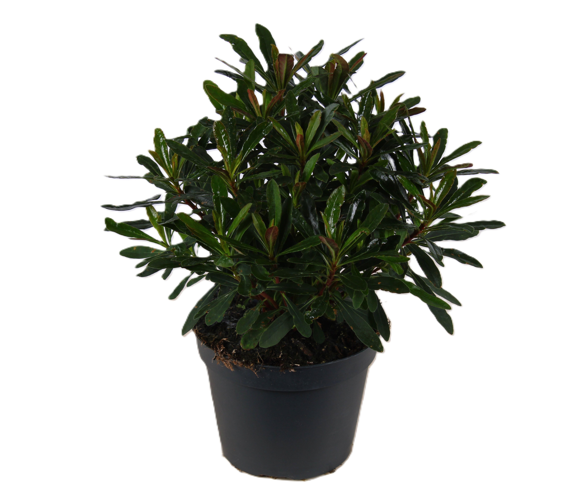 Euphorbia Purpurea, D 15