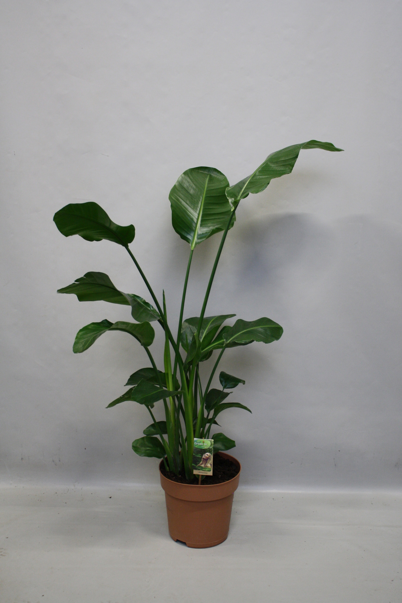 Strelitzia Nicolai p27 - H150-160, D 27