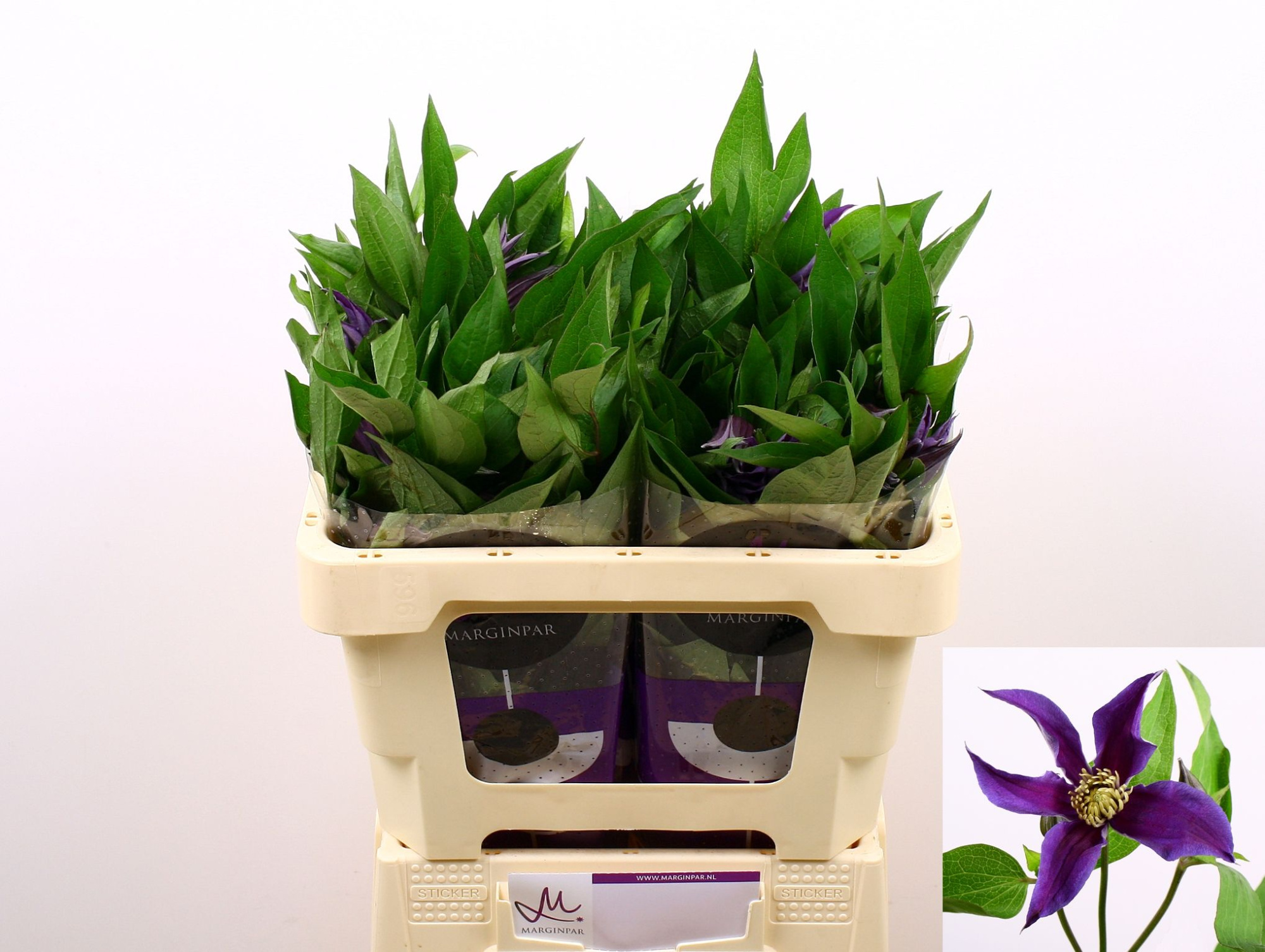 Клематис Эмейзин Осло 50, шт.