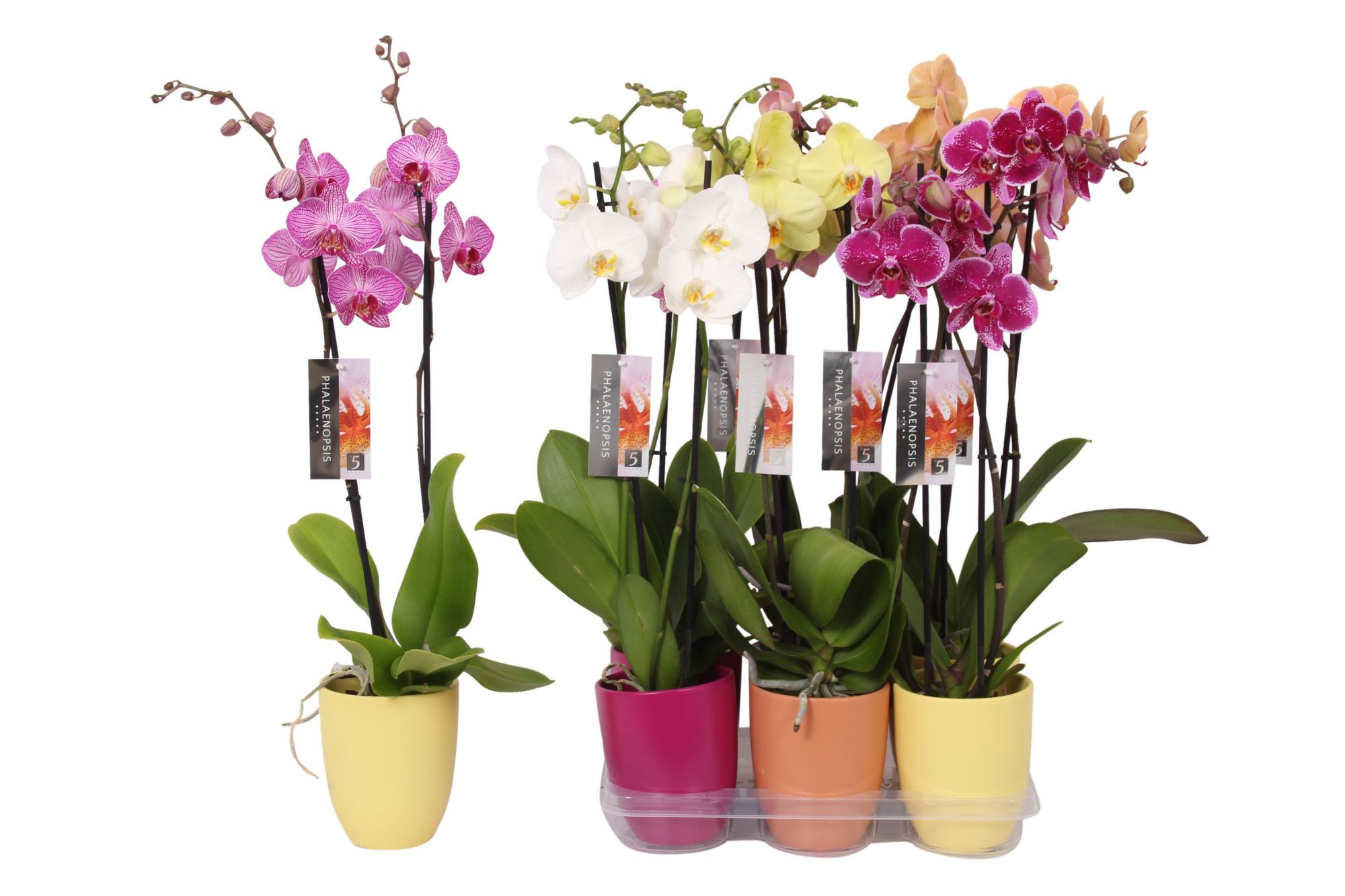 Phalaenopsis mix, 2-spike Purple, Orange and Yellow Ceramics, D 12