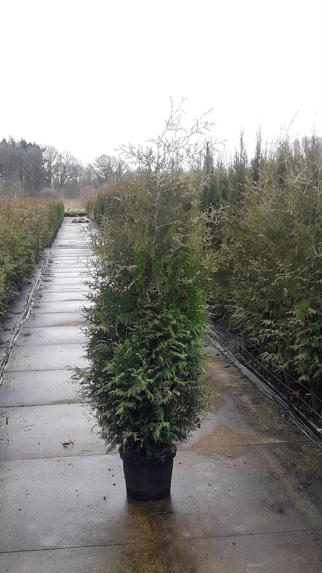 Thuja occidentalis 'Brabant', D 29