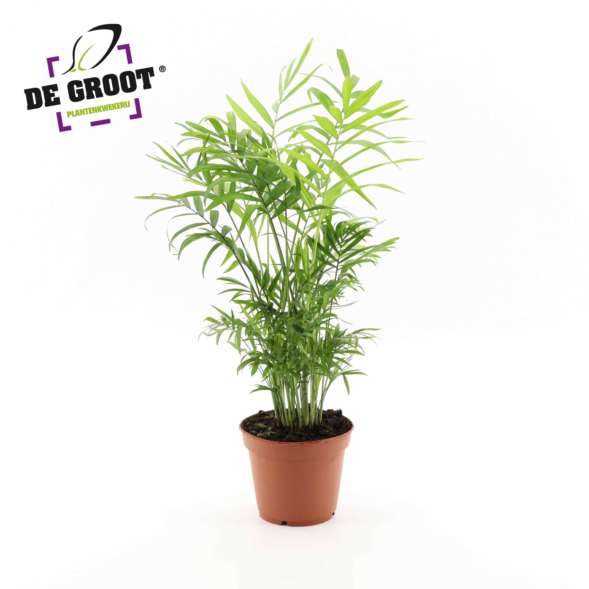 Chamaedorea Elegans, D 17