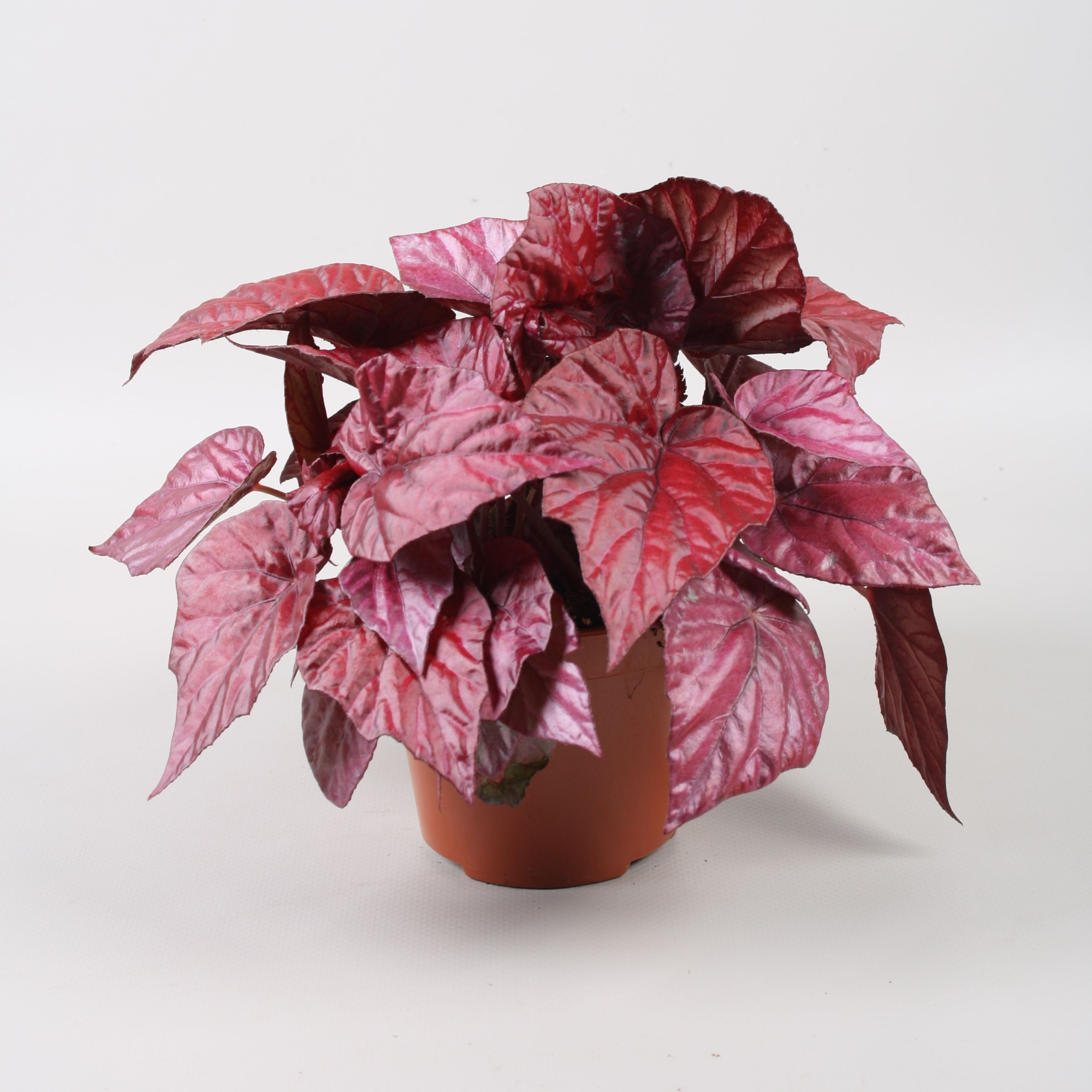 Begonia Beleaf Inca Flame, D 12