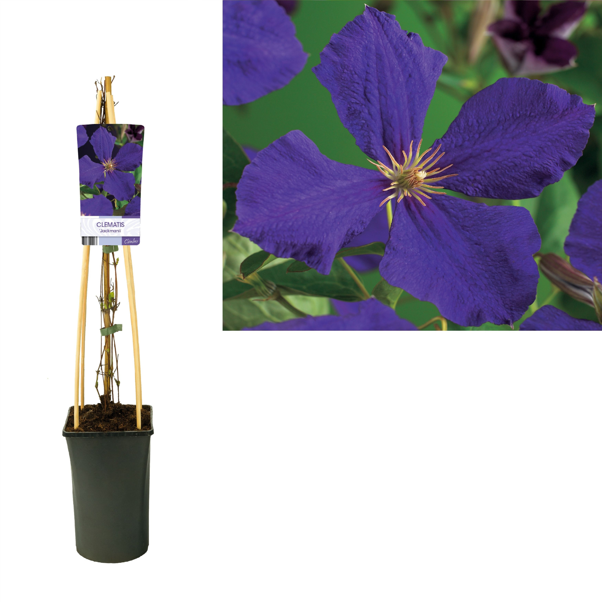 Clematis 'Jackmanii' +light label, D 17