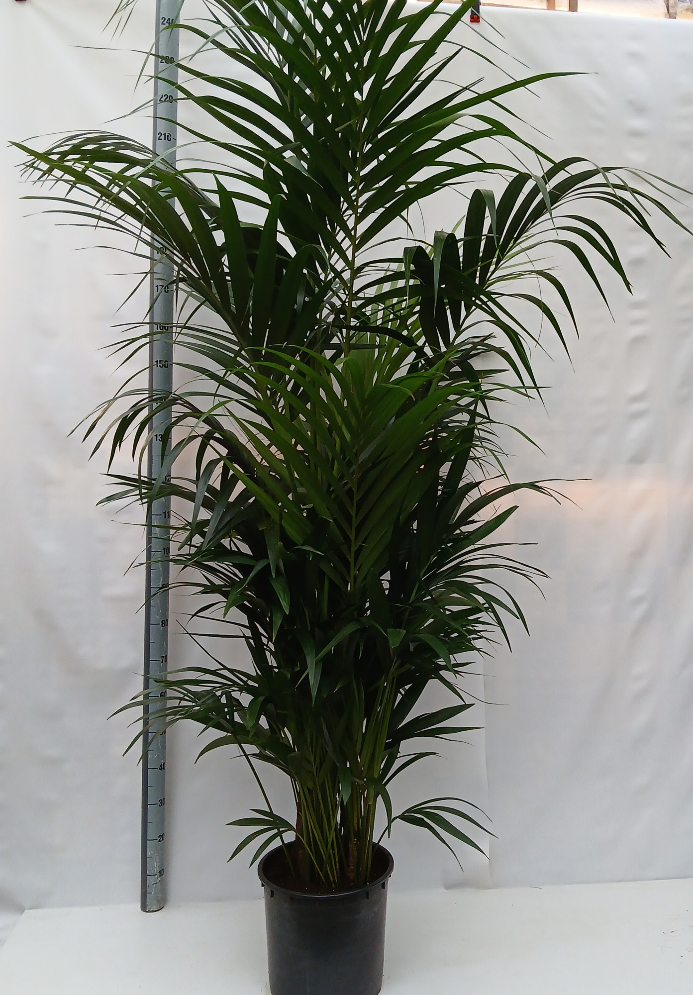howea forsteriana, D 27