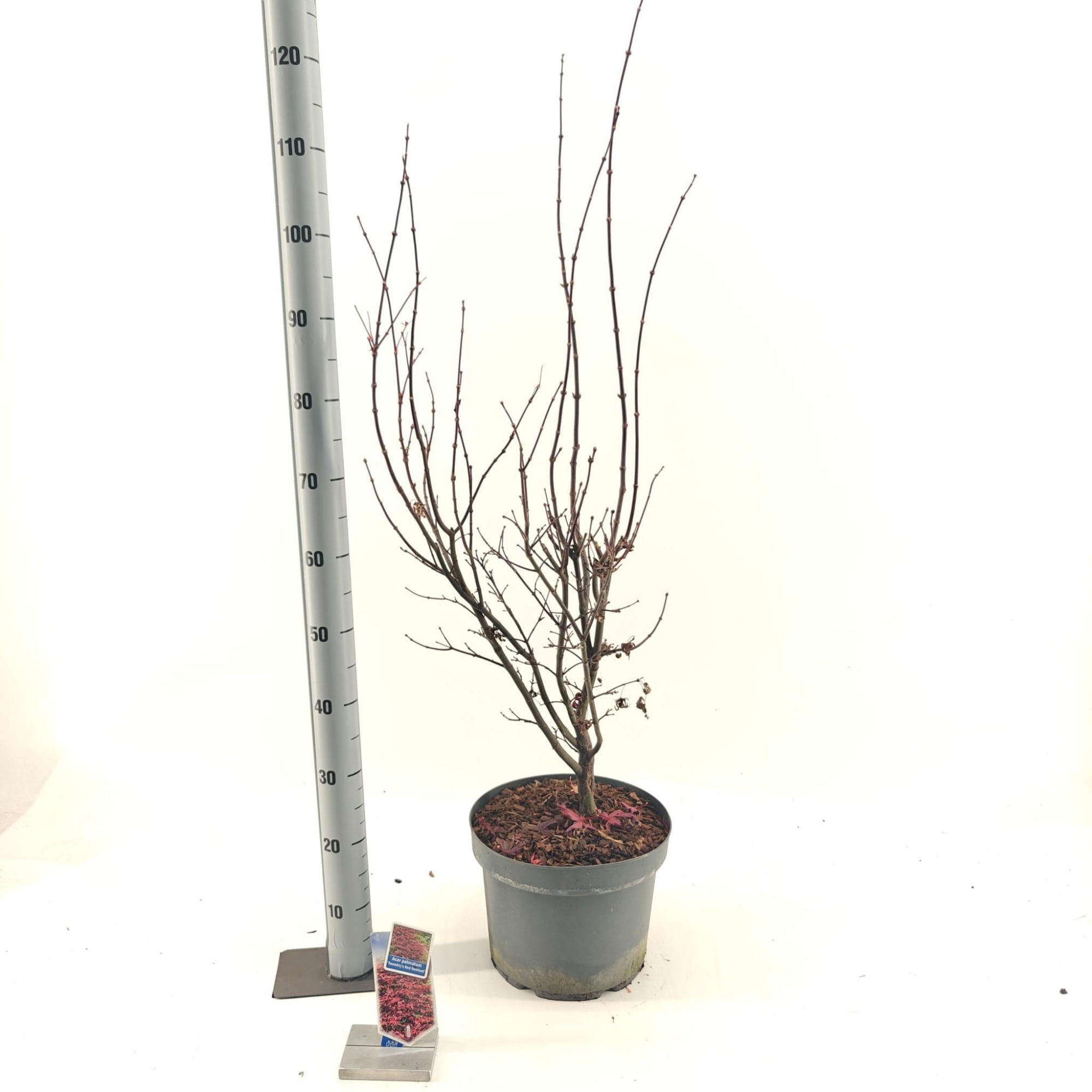 Acer pal. 'Twombly's Red Sentinel', D 29