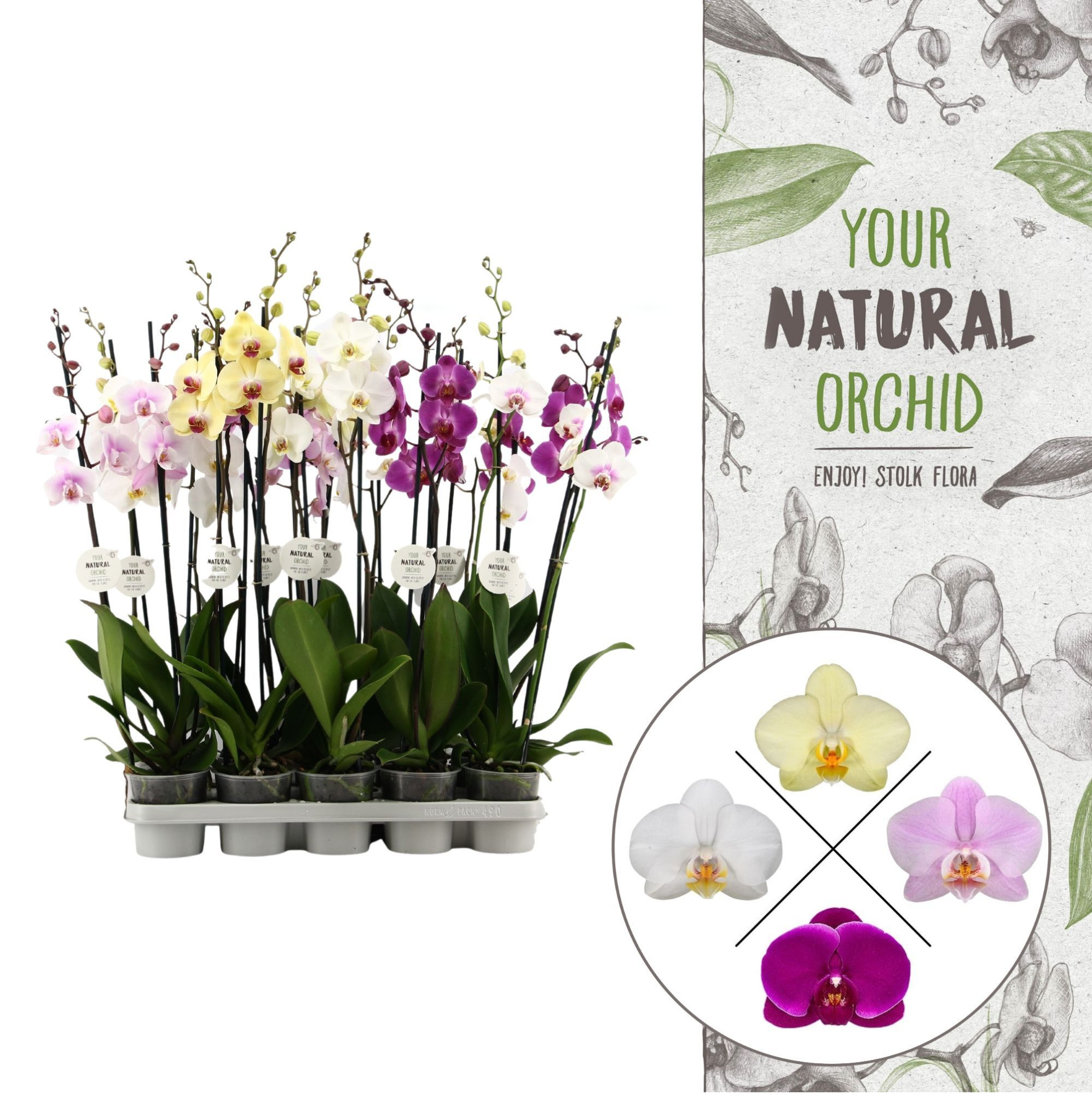 Your Natural Orchid | Mix 75cm | Phalaenopsis 2 spike, D 12