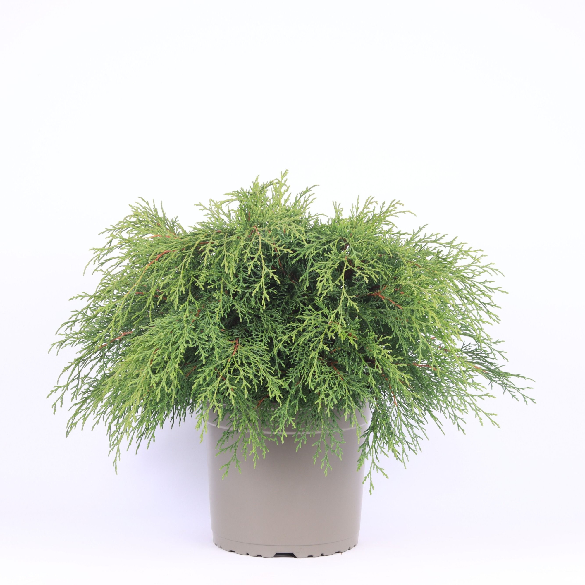 Microbiota decussata, D 23