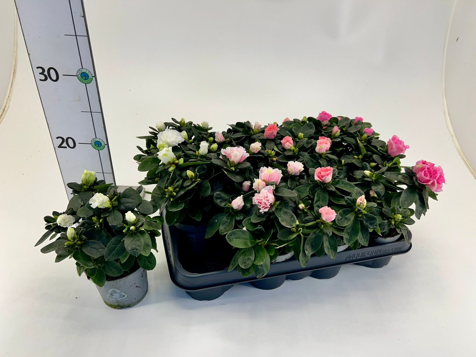 Rhododendron simsii T9 Mix, D 9