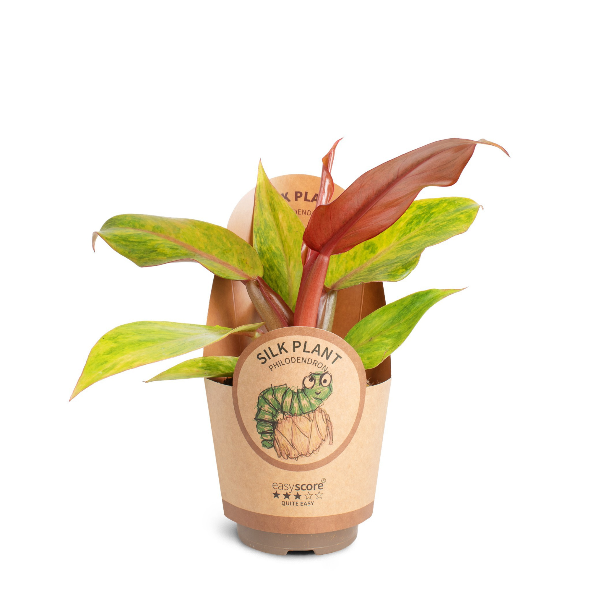 Philodendron ´Orange Marmalade', D 11