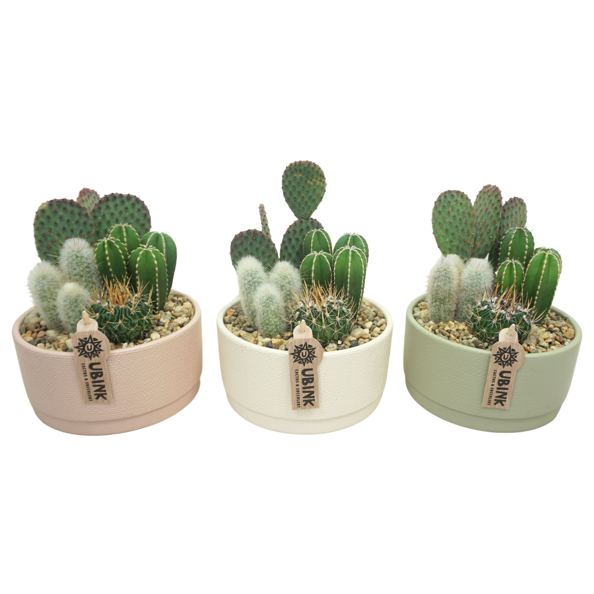 Cactus beplant in Pastel schaal 19 cm (3 assorti), D 19