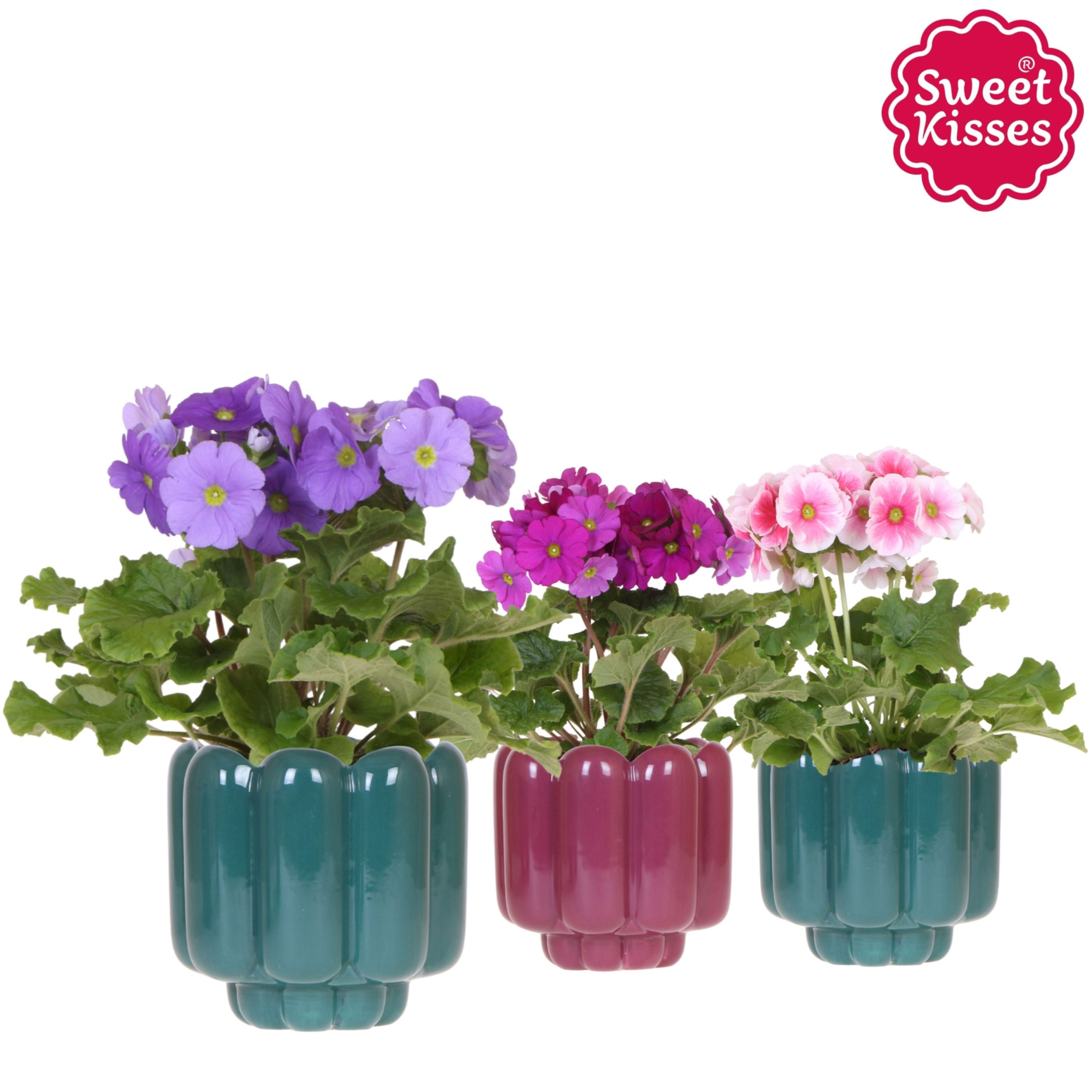 Primula Obconica Sweet Kisses mix in Retro pot green mix, D 12