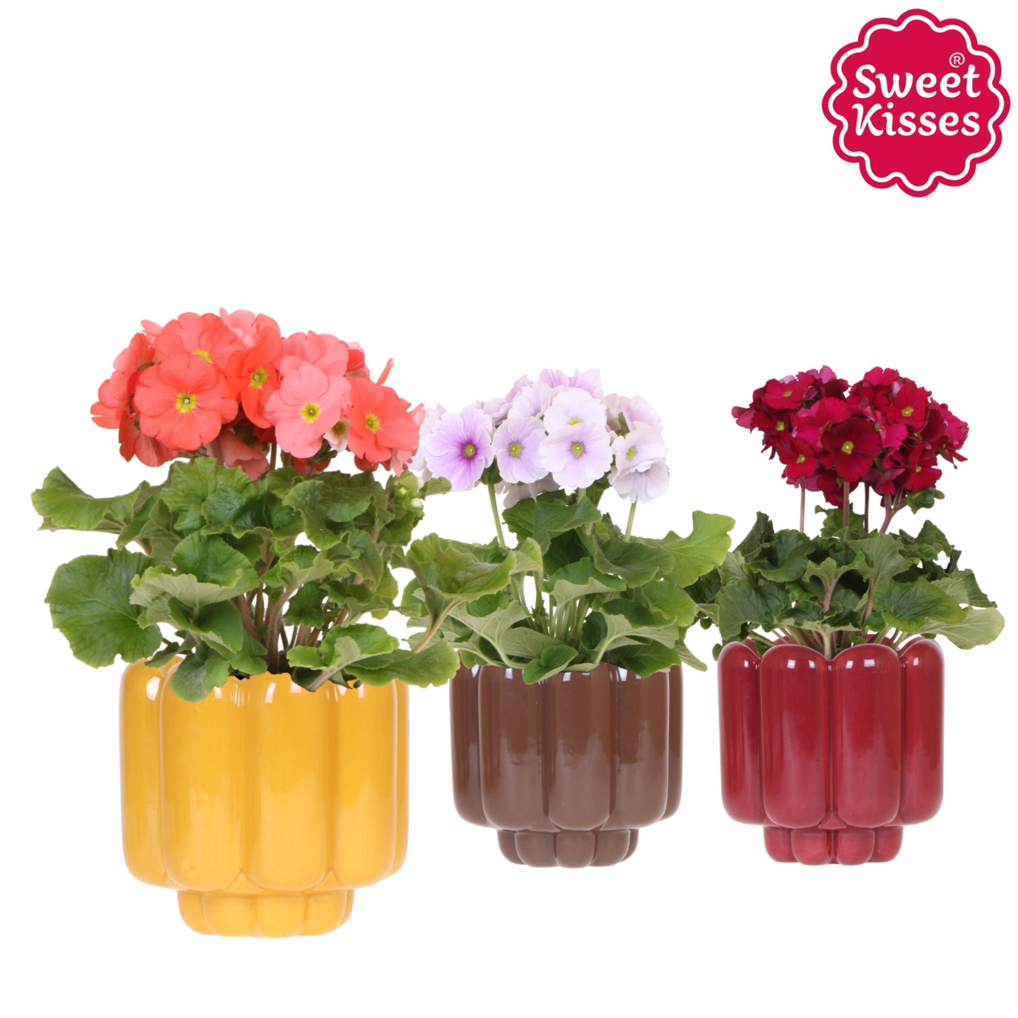 Primula Obconica Sweet Kisses mix in Retro pot yellow mix, D 12