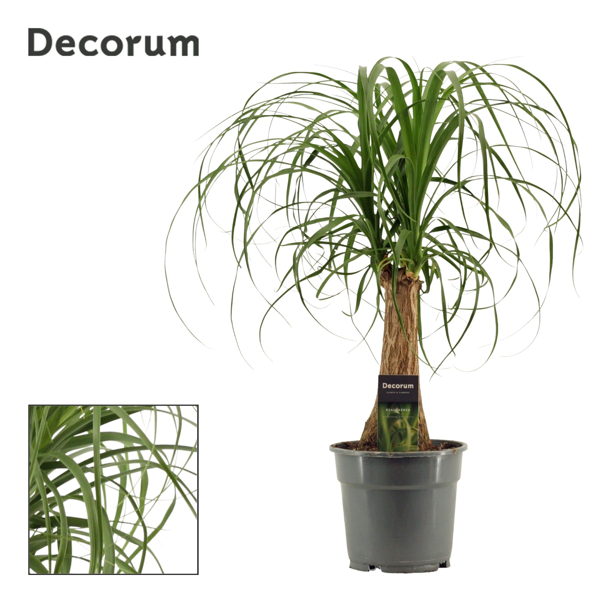 Beaucarnea Recht 17 cm (Decorum), D 17