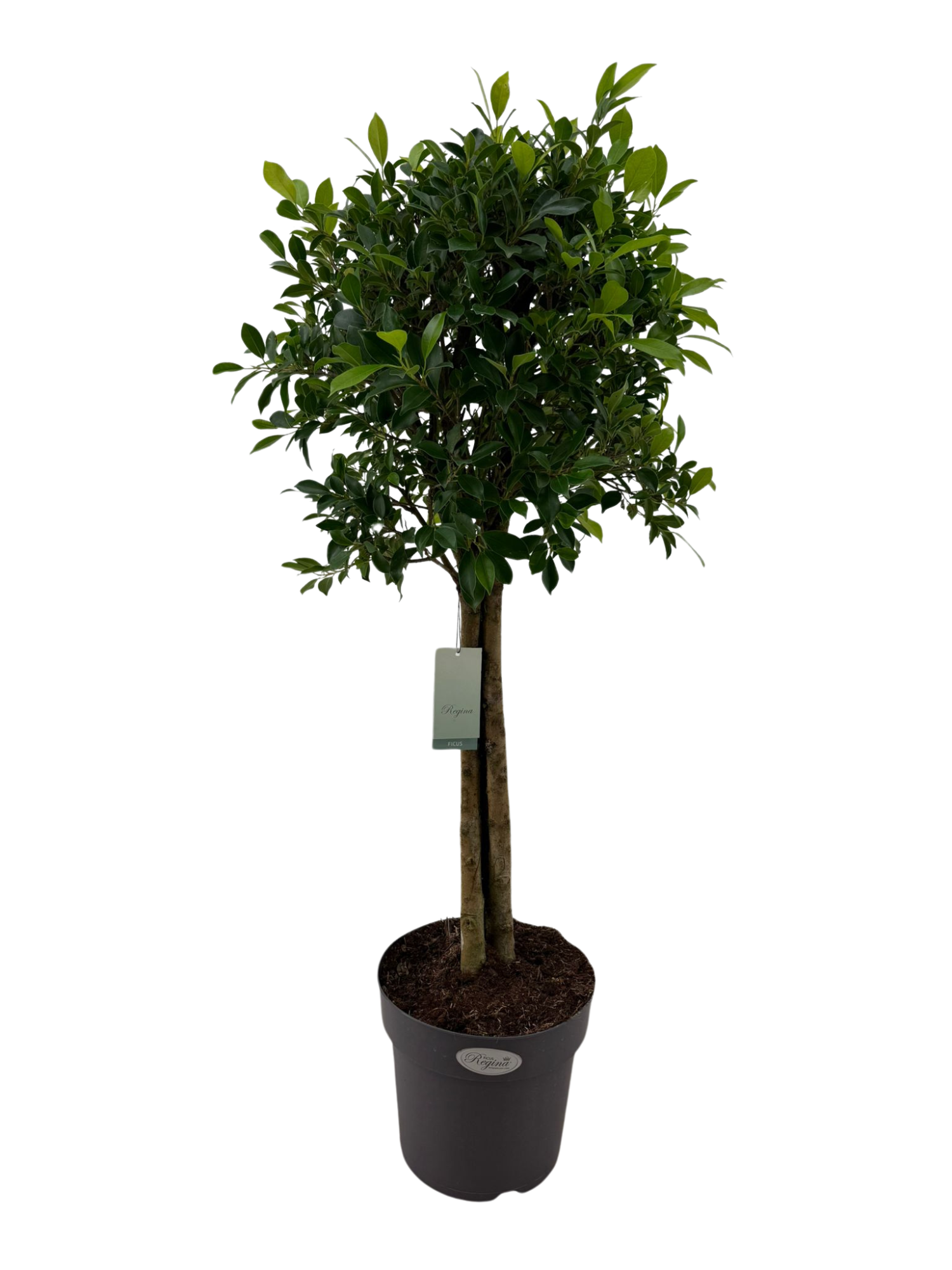 Ficus Microcarpa Nitida drie-stam p27, D 27