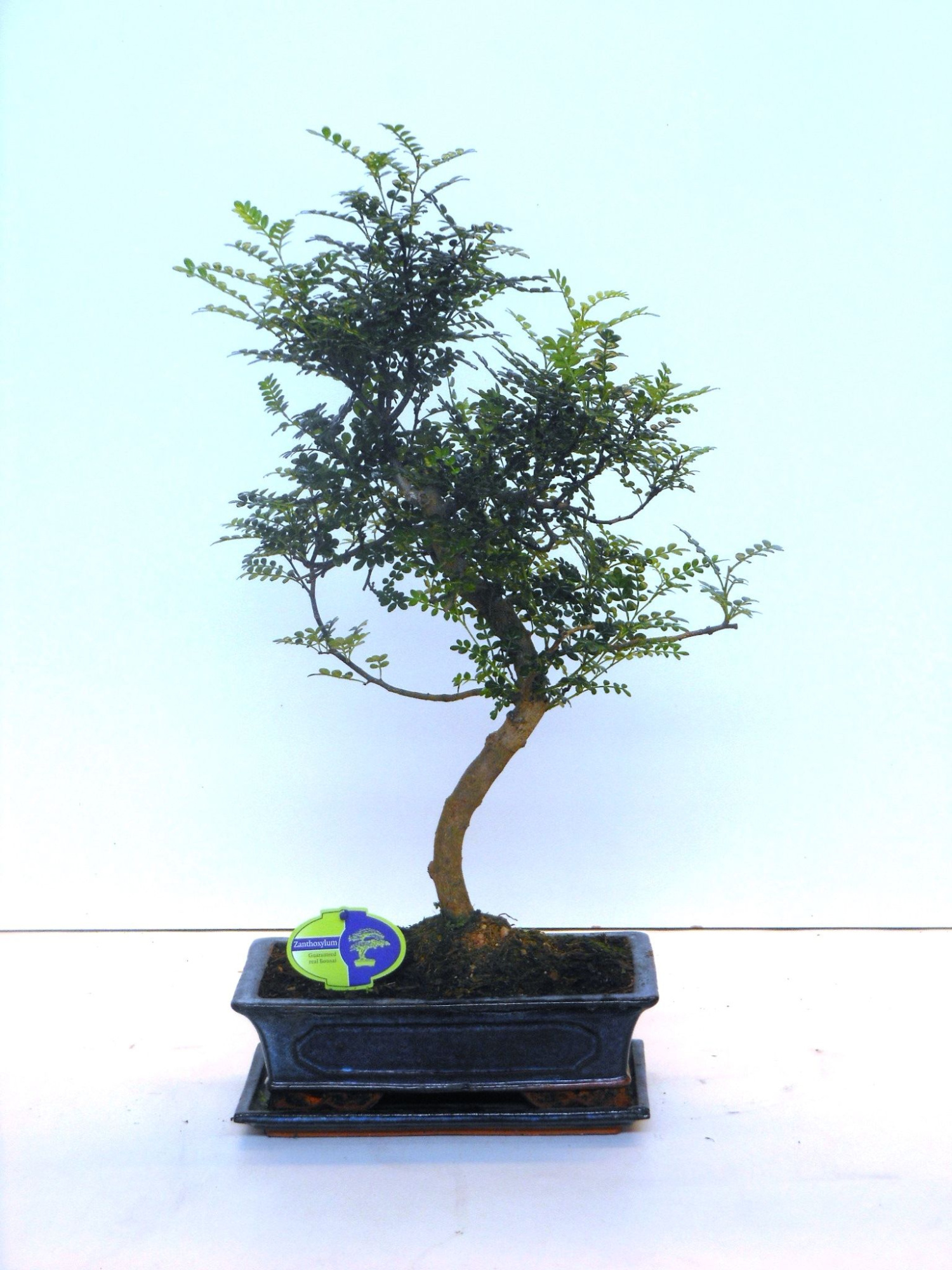 Zanthoxylum piperitum, 30cm., shape, without dip tray, D 30