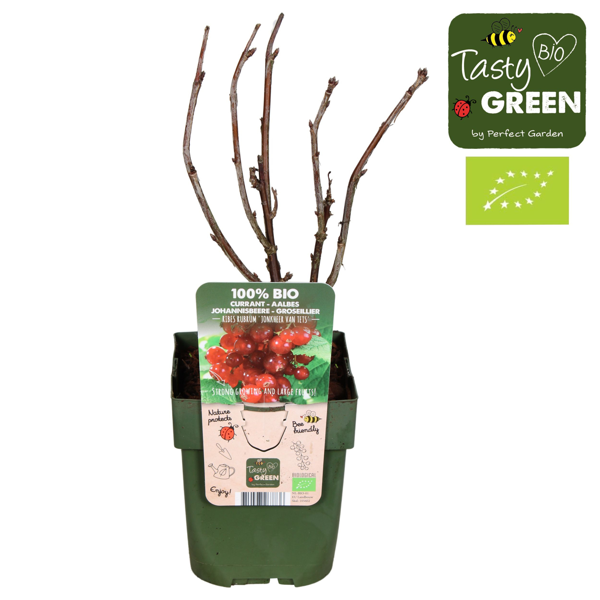 Ribes rubrum 'Jonkheer van Tets' Bio P13, D 13