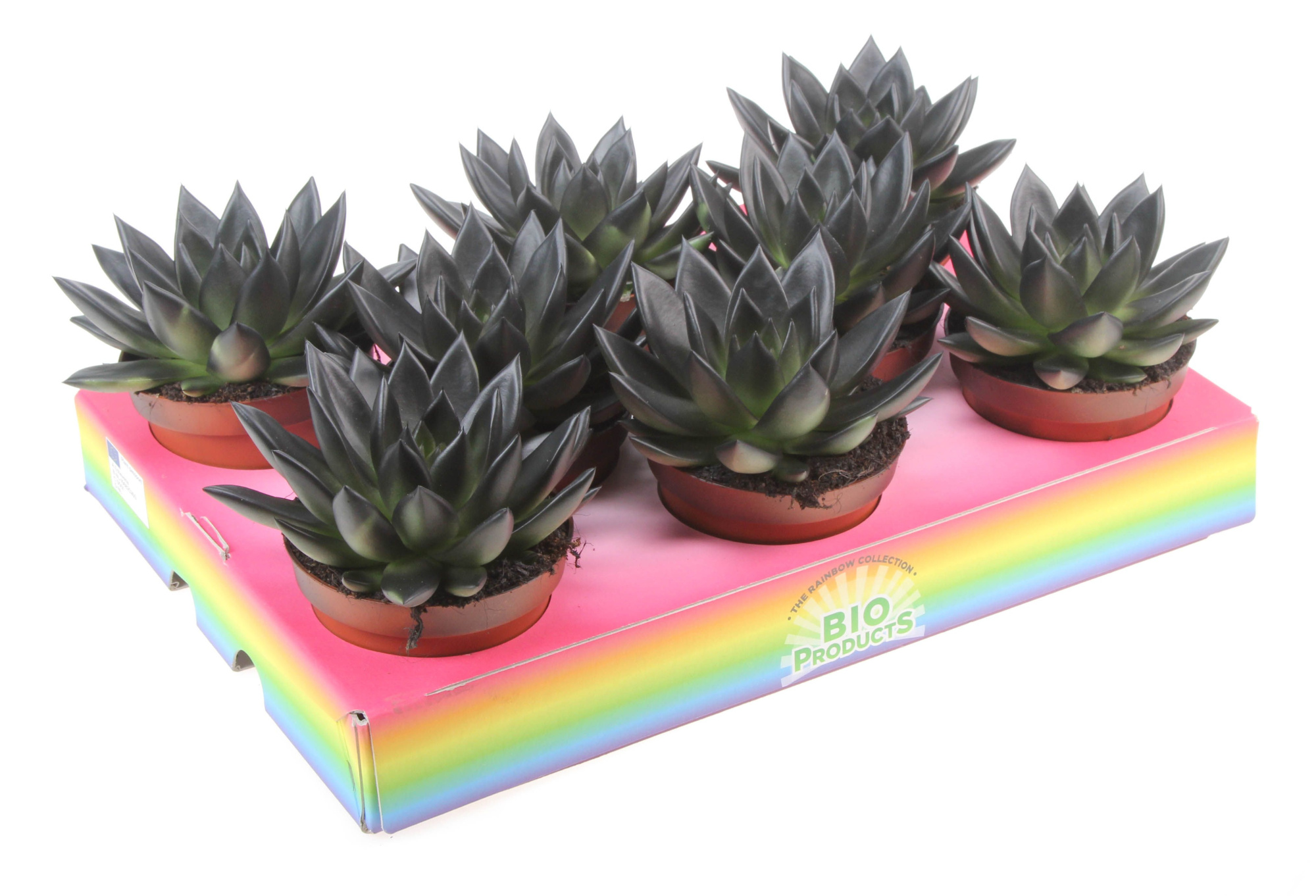 Bio miranda rainbow black, D 10,5