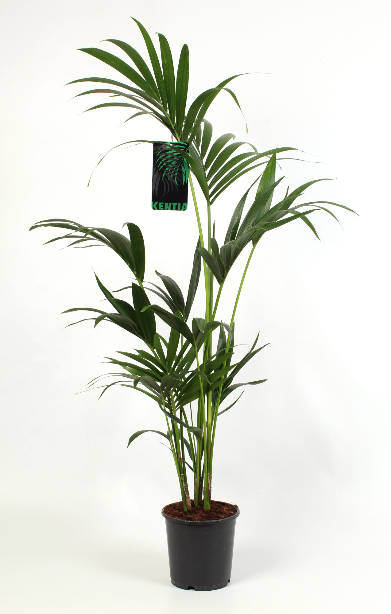 Kentia Howea Forsteriana, 4 stek p/pot, D 19
