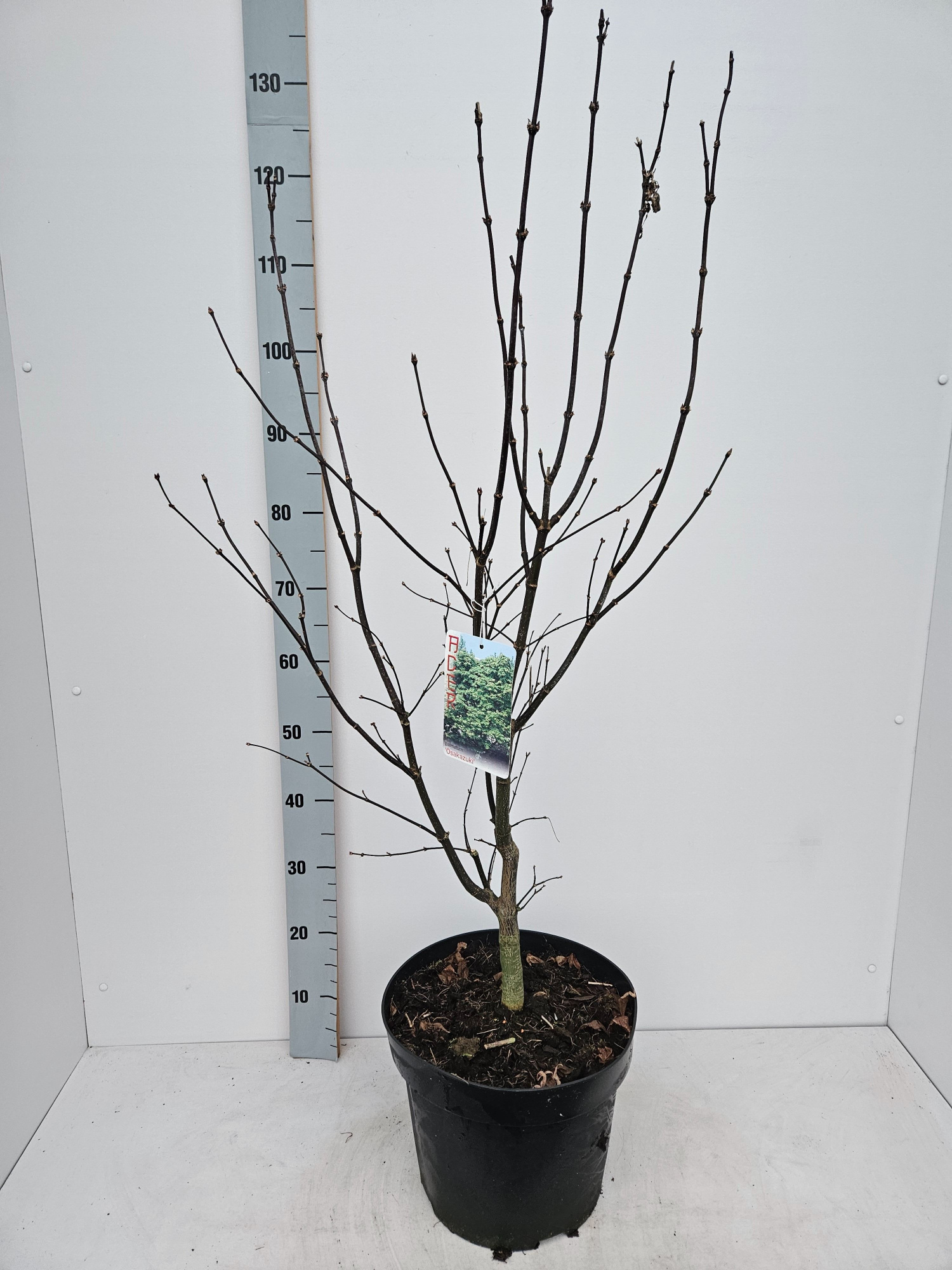 Acer palmatum 'Osakazuki', D 31