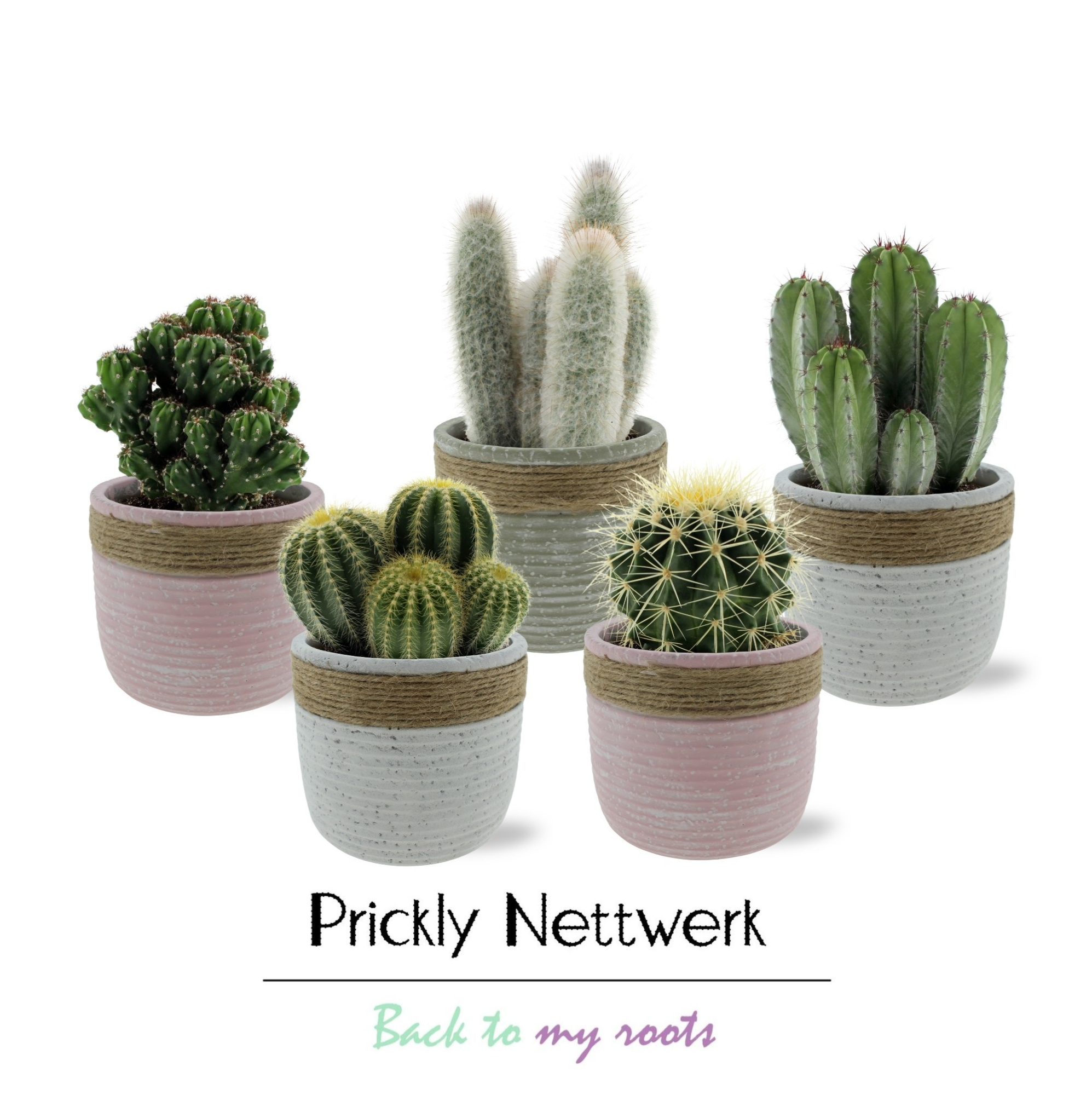 Cactus 12 cm in betonnen Rope pot, D 13